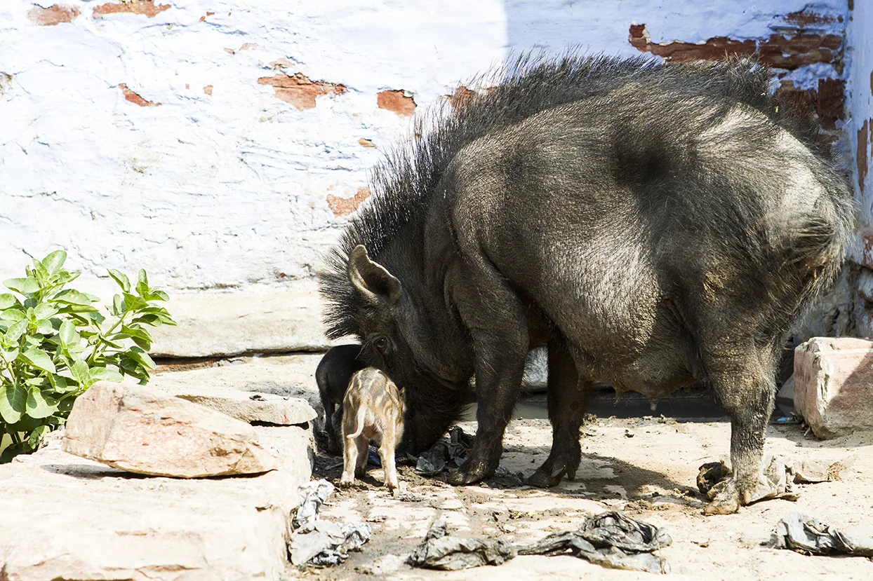 i love the way the hog is looking at me with his beady eye....