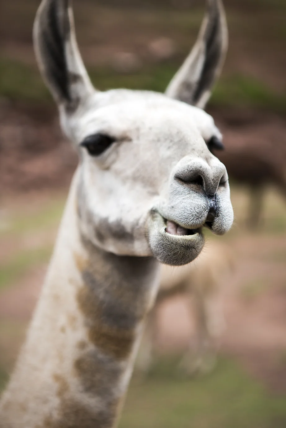 Awana Kancha alpaca farm.jpg
