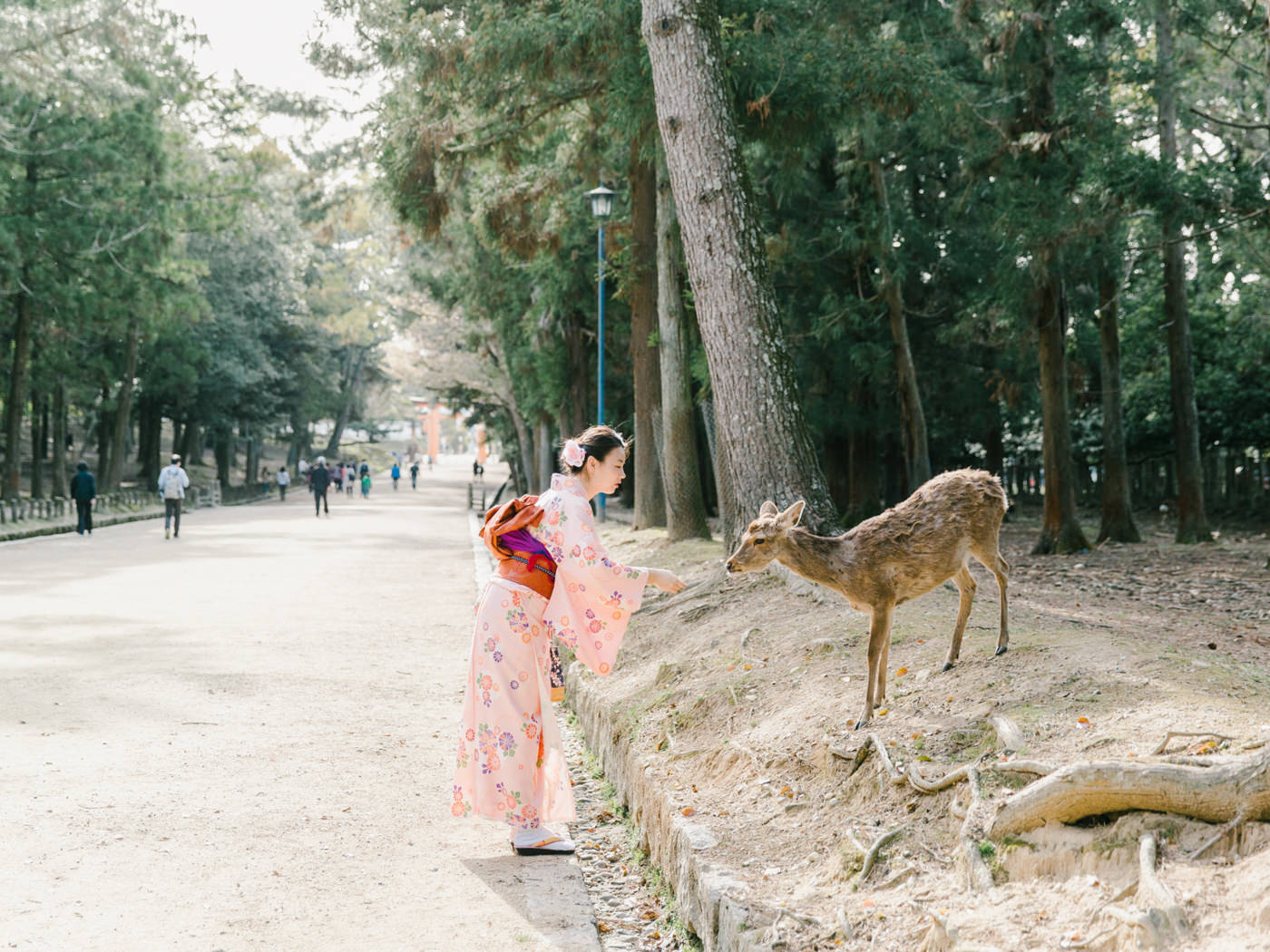 Japan_Wedding_Photographer_Kasuga_Taisha_Nara_Park_Deer_in_Nara