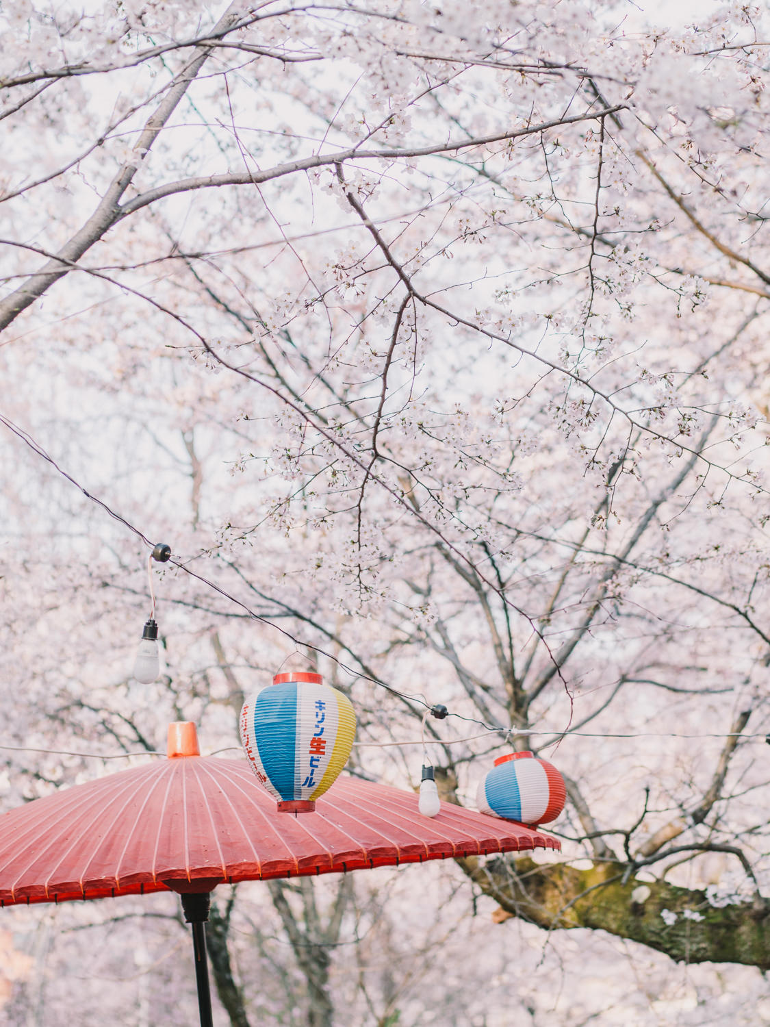 Best_Kyoto_Cherry_Blossom_Photoshoot_Location_by_CHYMO_&_MORE_Ph