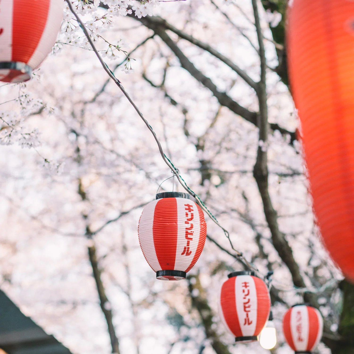 Cherry_Blossom_Pre_Wedding_Photo_Kyoto_by_CHYMO_&_MORE_Photograp