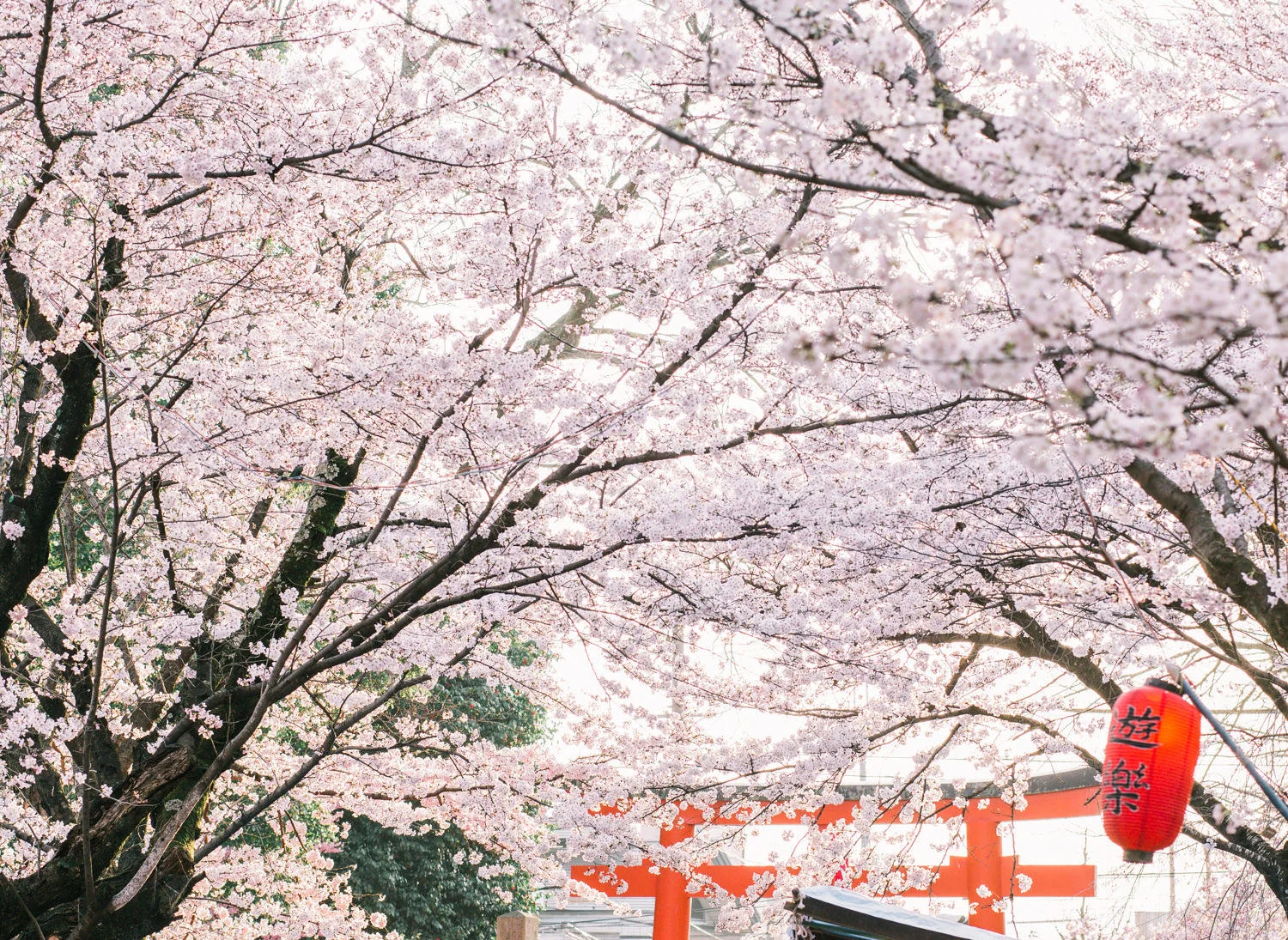 Cherry_Blossom_Pre_Wedding_Photo_in_Kyoto_by_CHYMO_&_MORE_Photog