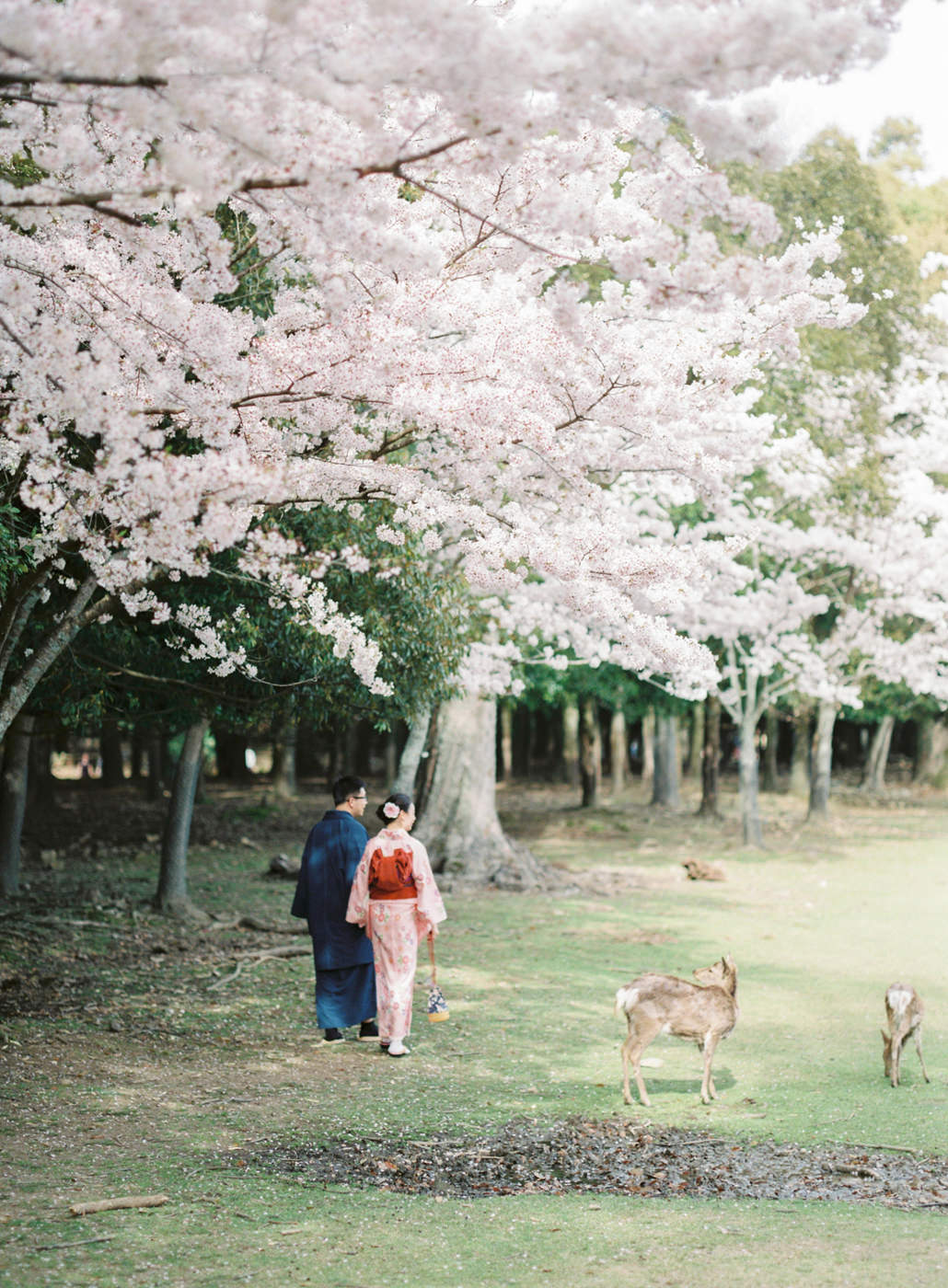 Japan_Wedding_Photographer_Kasuga_Taisha_Nara_Park_Deer_in_Nara