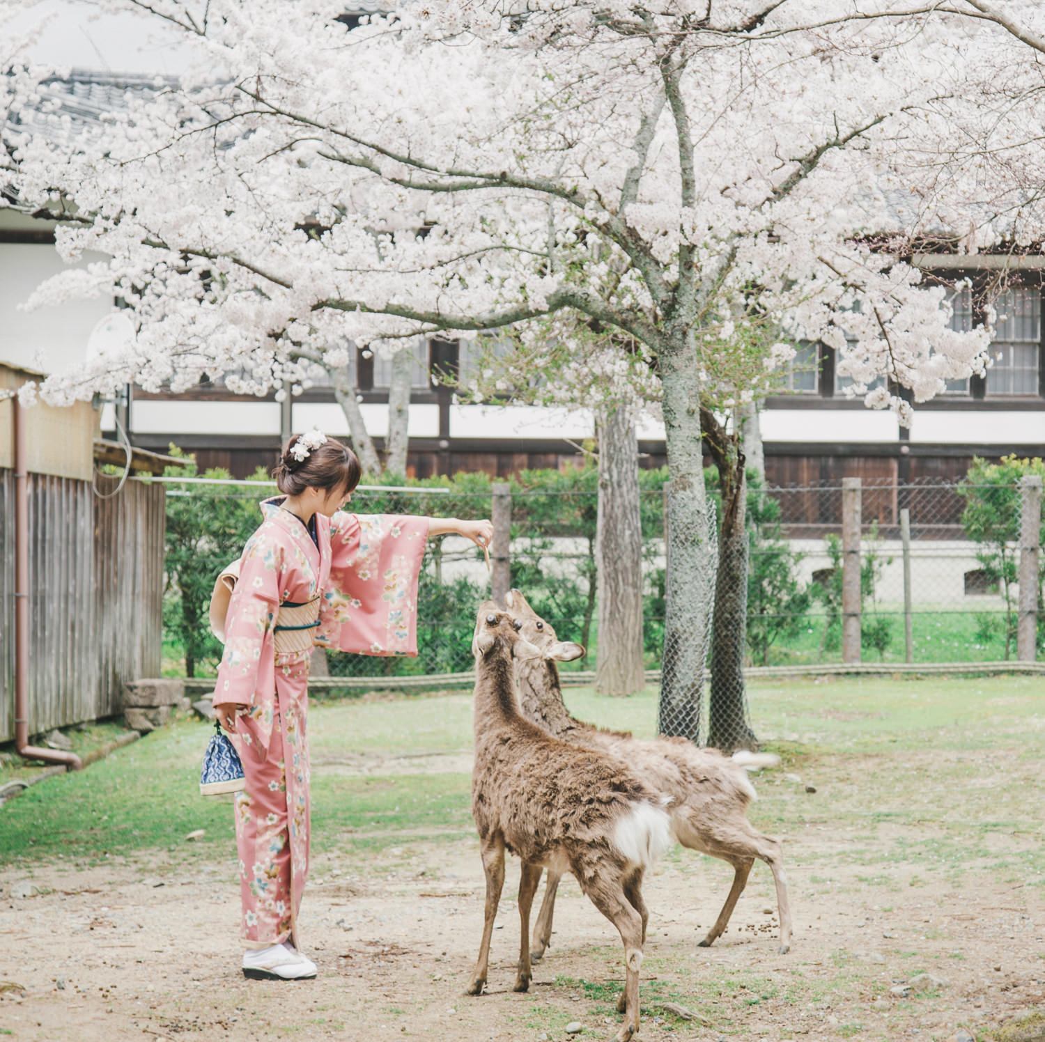Cherry_Blossom_Pre_Wedding_Photo_in_Nara_with_deer_by_CHYMO_&_MO