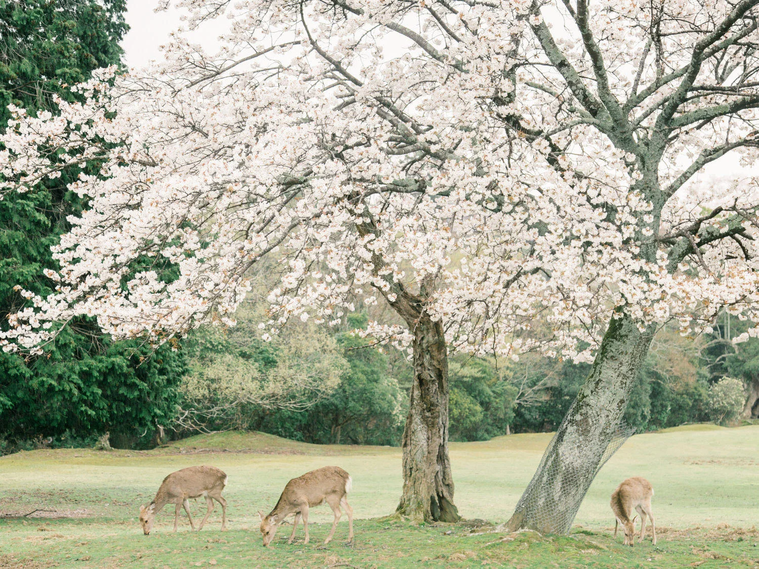 Cherry_Blossom_Pre_Wedding_Photo_in_Nara_with_deer_by_CHYMO_&_MO