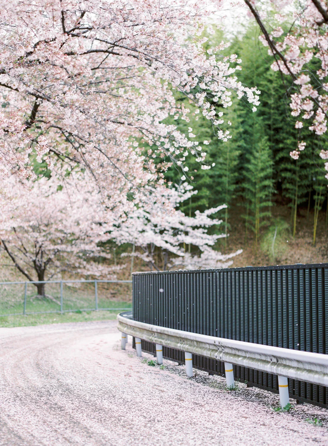 Cherry_Blossom_Pre_Wedding_Photo_Kyoto_by_CHYMO_&_MORE_Photograp