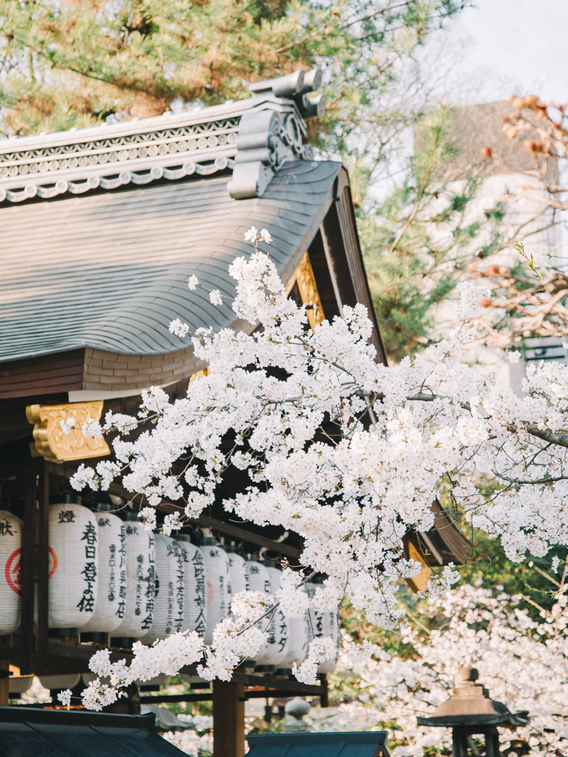 Cherry_Blossom_Pre_Wedding_Photo_Kyoto_by_CHYMO_&_MORE_Photograp