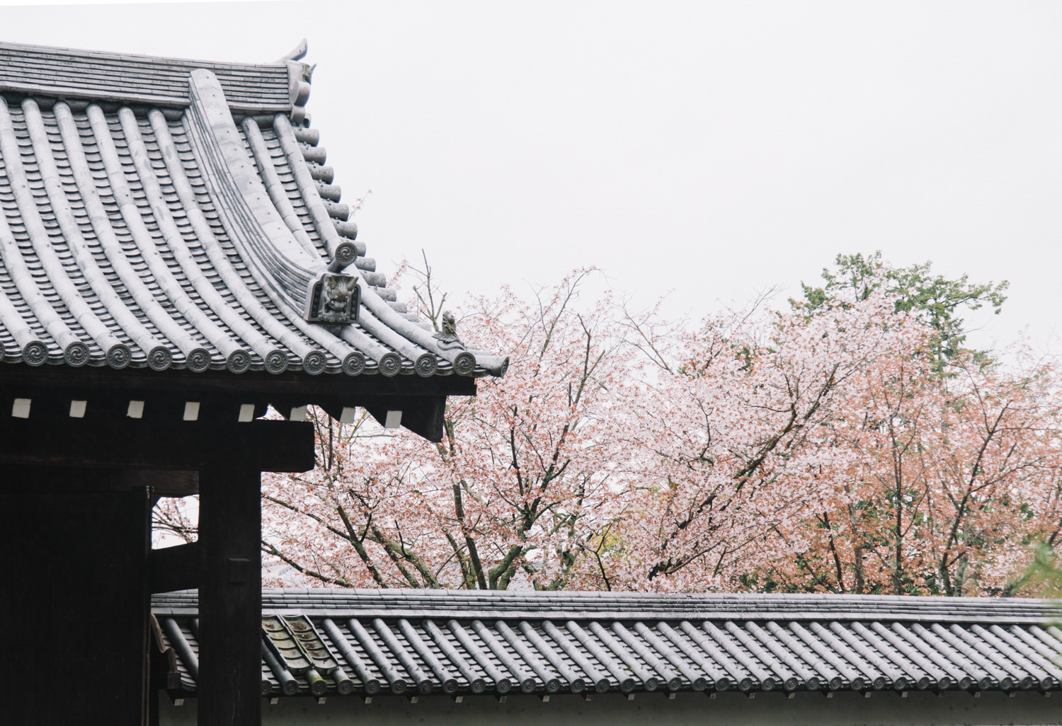 Kyoto_Cherry_Blossom_Engagement_Session_Location_Guide_by_CHYMO_