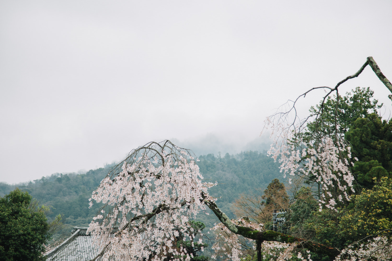 Kyoto_Cherry_Blossom_Engagement_Session_Location_Guide_by_CHYMO_