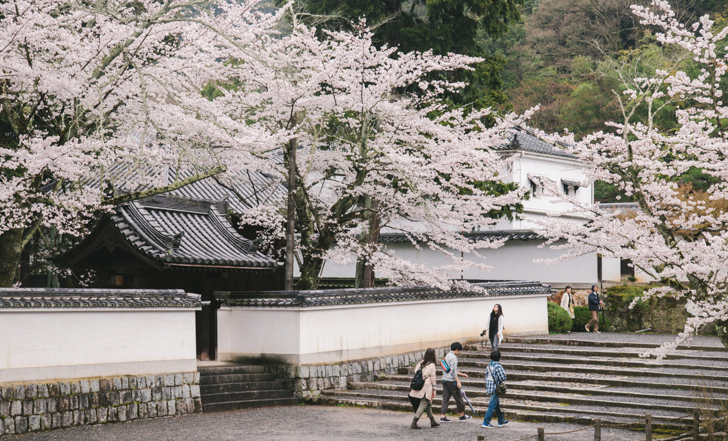 Kyoto_Cherry_Blossom_Engagement_Session_Location_Guide_by_CHYMO_