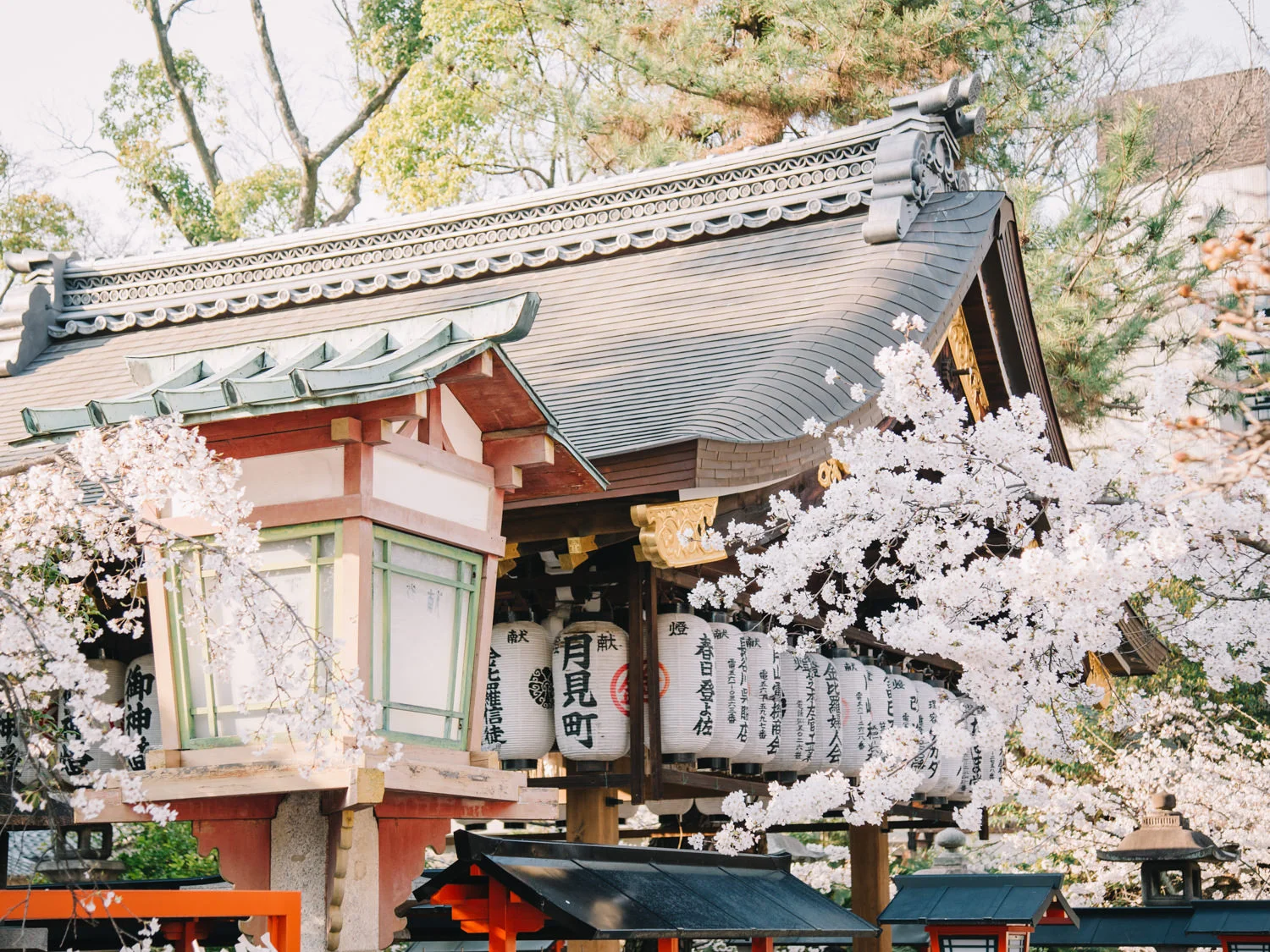 Kyoto_Cherry_Blossom_Engagement_Session_Location_Guide_by_CHYMO_