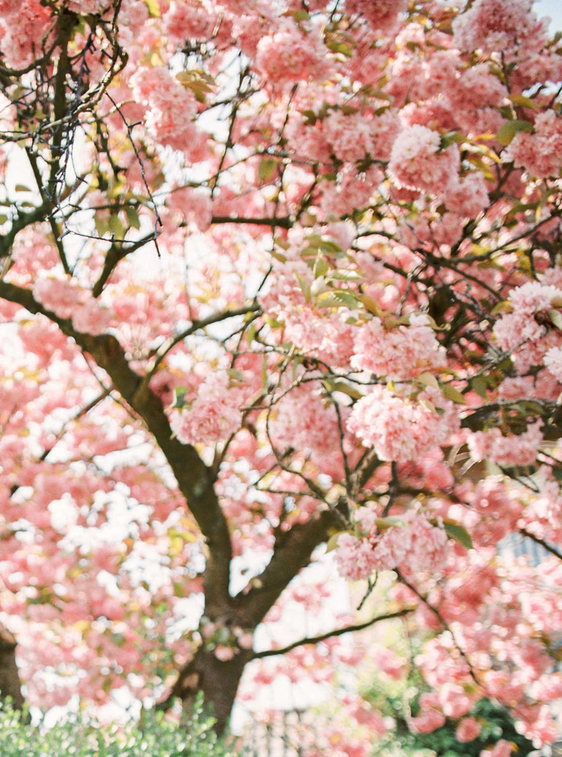 Delft Prewedding Engagement Shoot Photographer