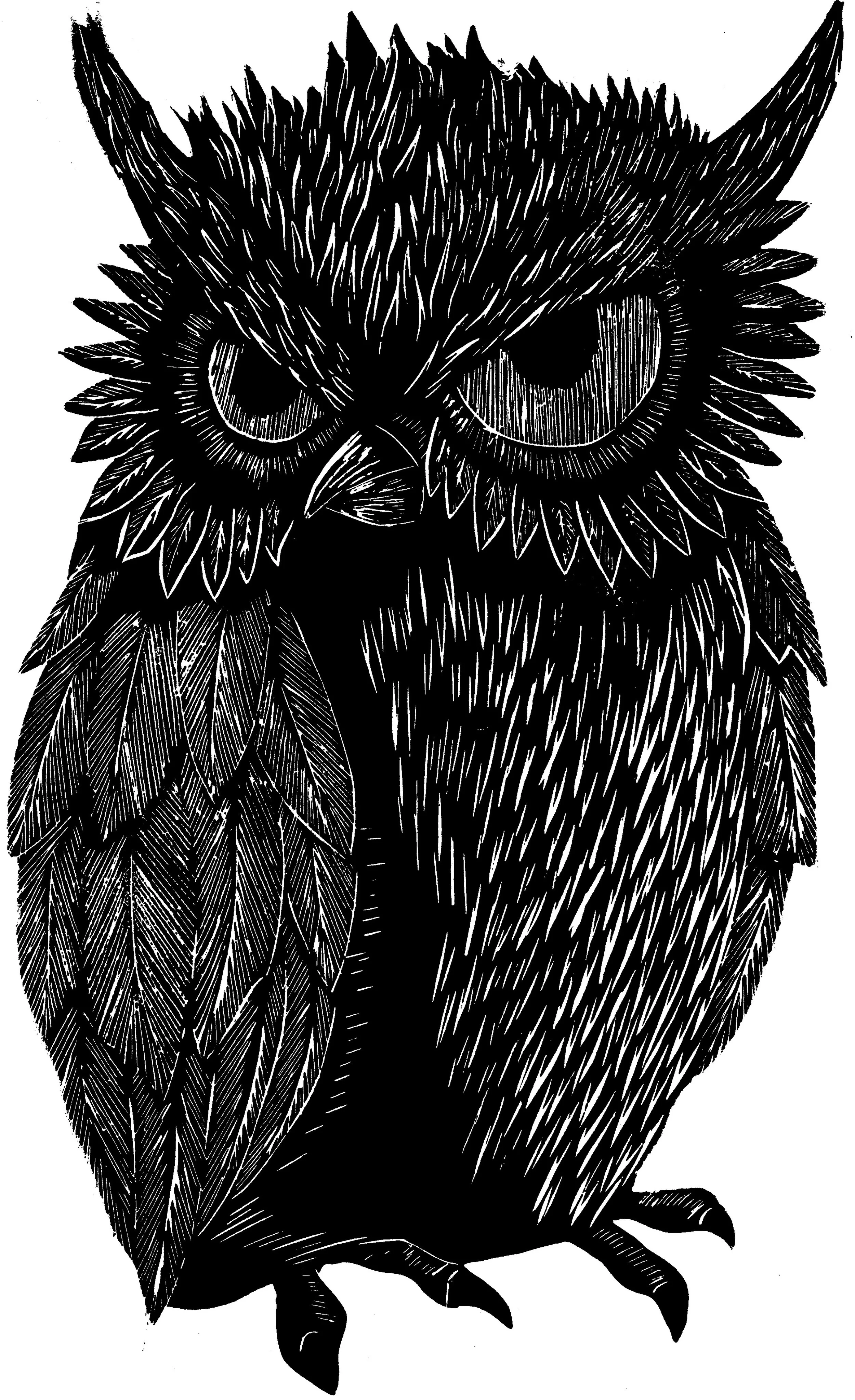grumpyowl.jpg