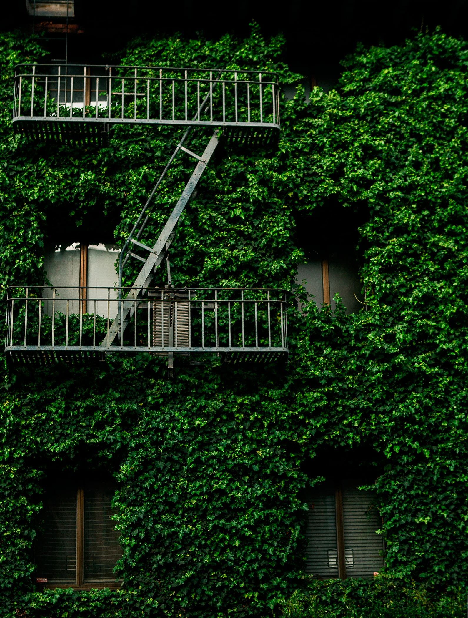 grass-wallweb.jpg