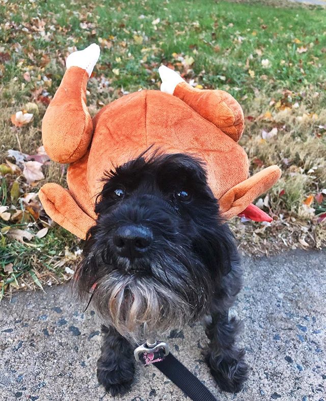 Happy Thanksgiving from my favorite turkey 🦃 ! #koa #thanksgiving #dogsofinstagram #dogstagram #petsofinstagram #petstagram #schnauzersofinstagram