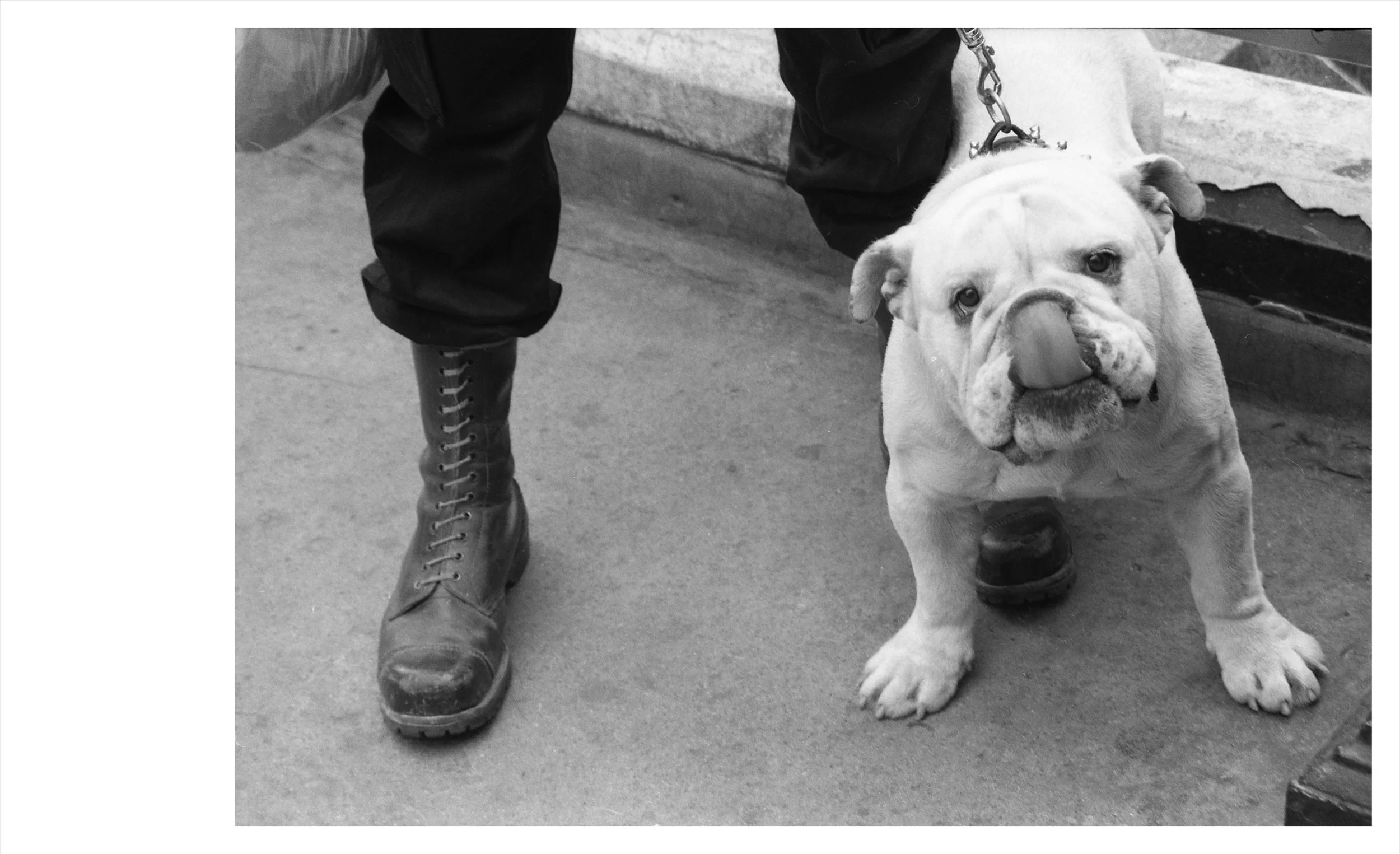 THIS_BULLDOG LICKING A WASP.jpg