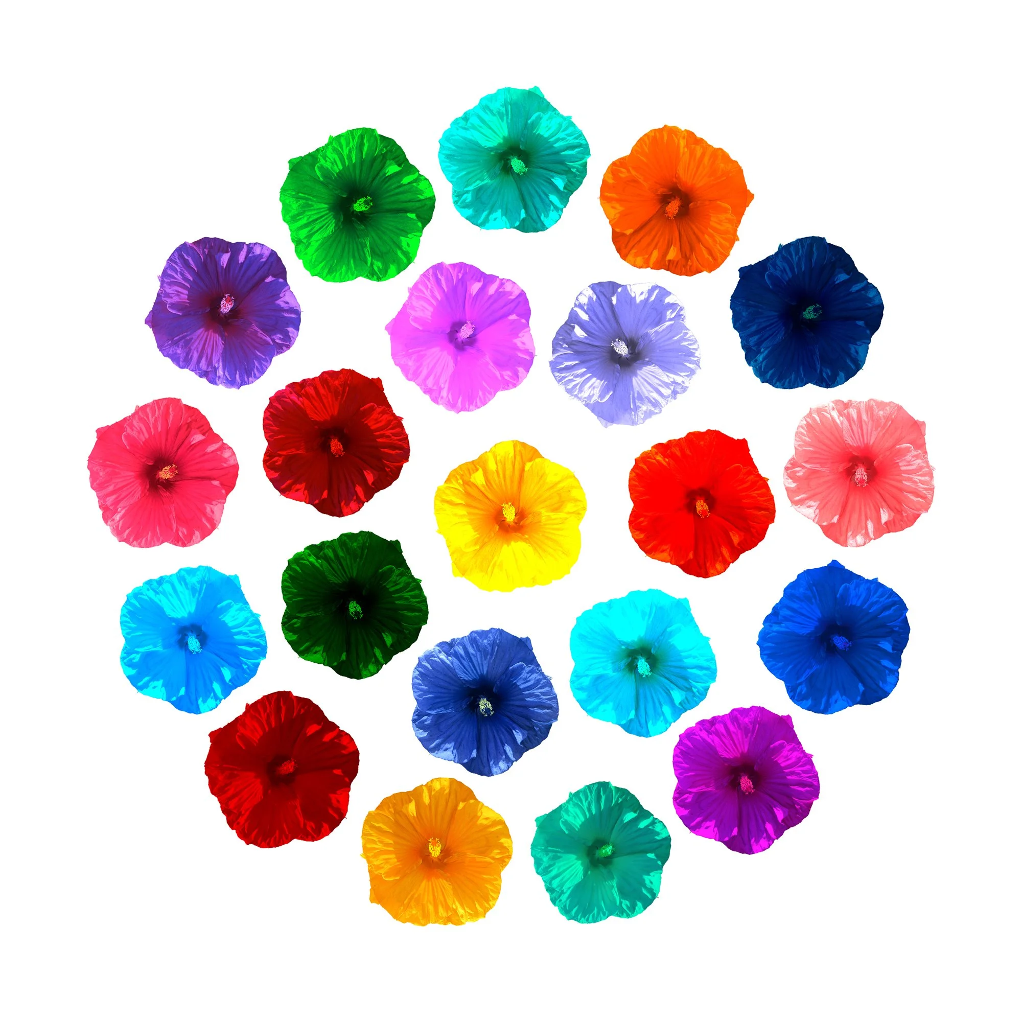 Hibiscus_CIRCLE.jpg