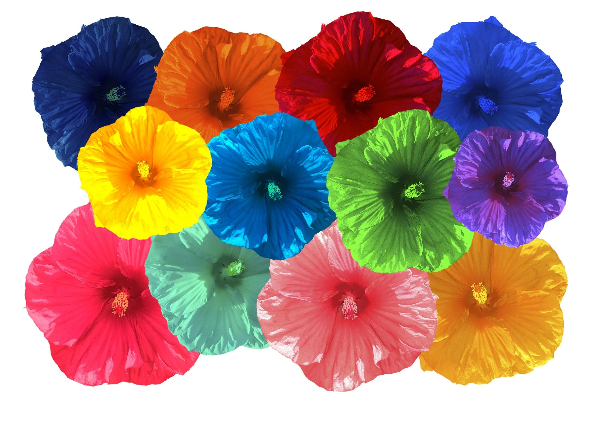 Hibiscus_MULTIPLE.jpg