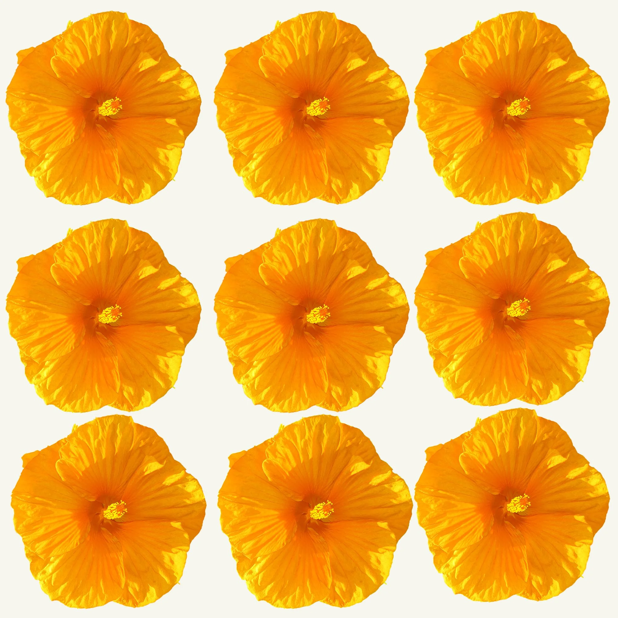 Hibiscus_32.jpg