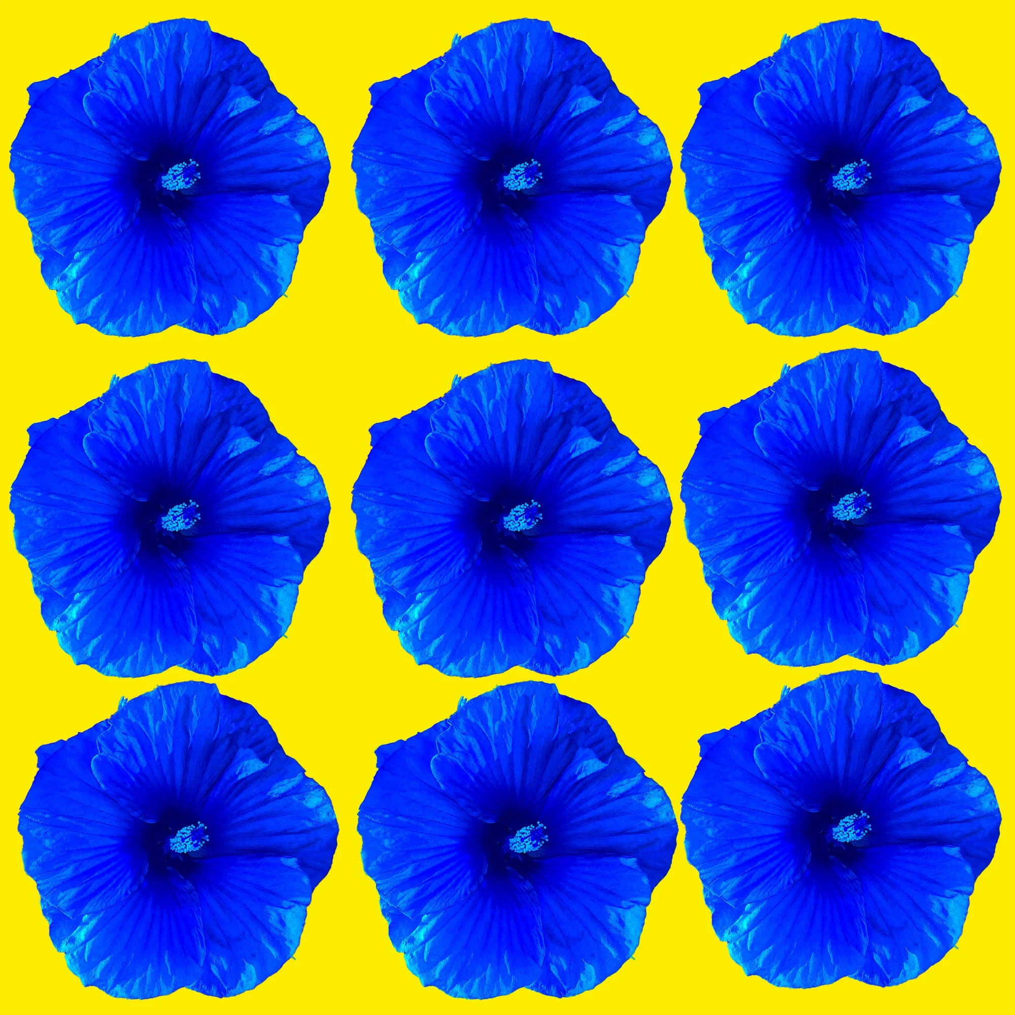 Hibiscus_28.jpg