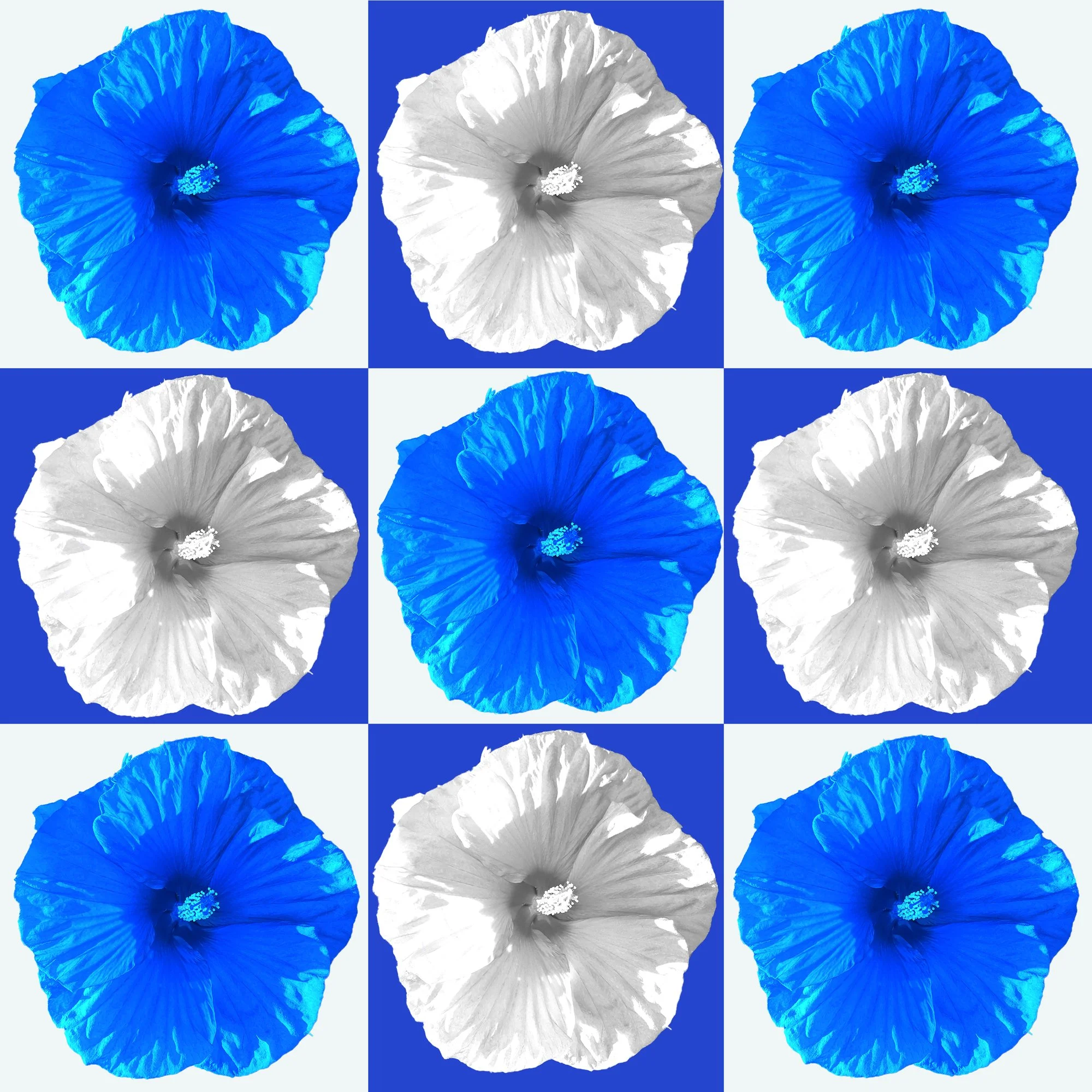 Hibiscus_43_BLUE_WHIT.jpg