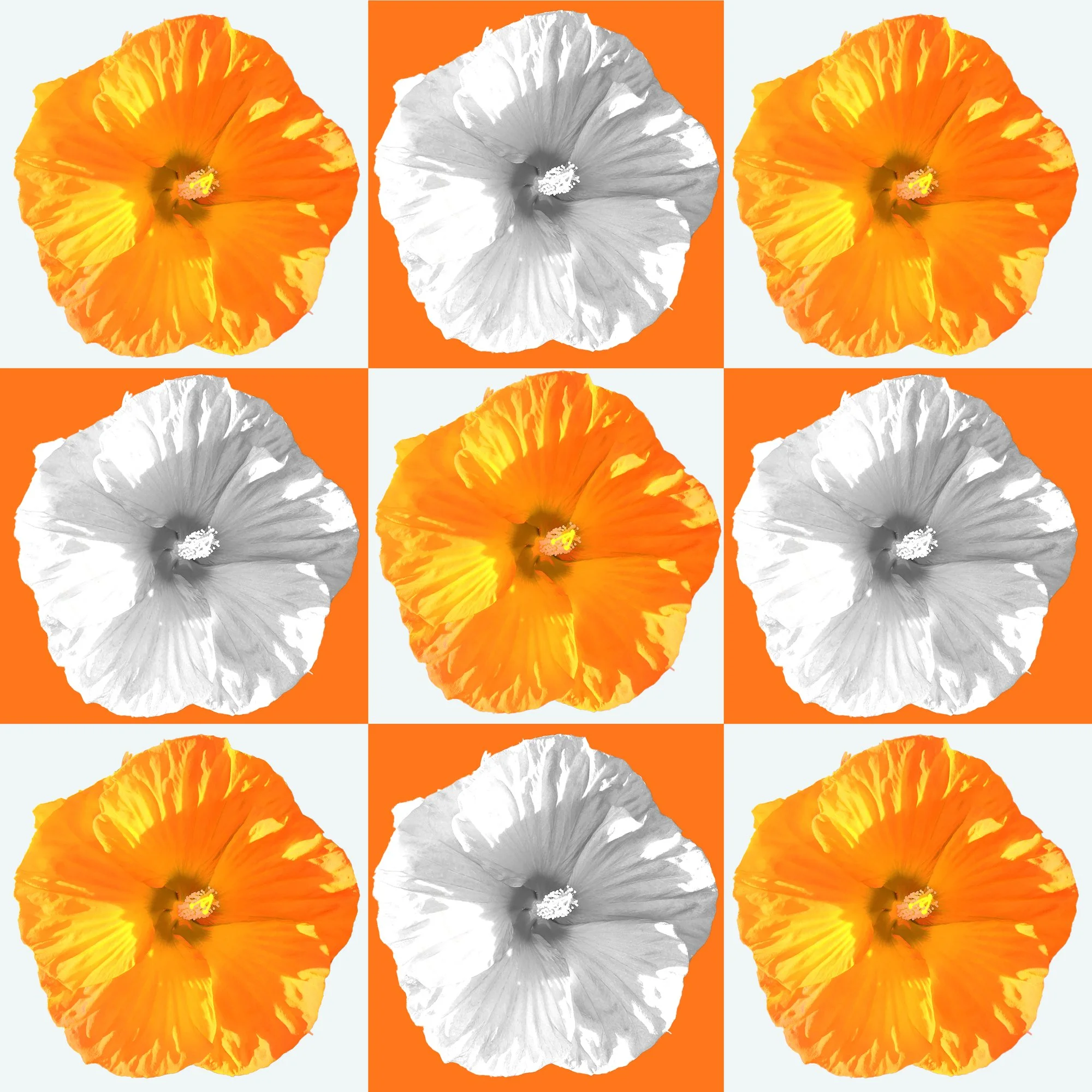 Hibiscus_48.jpg