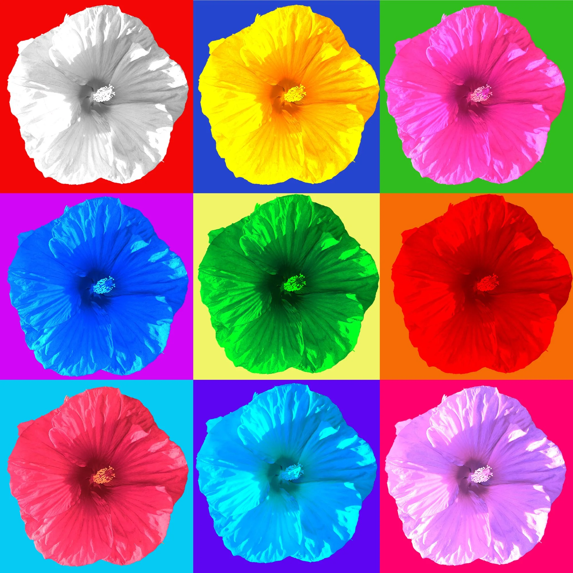 Hibiscus_42.jpg