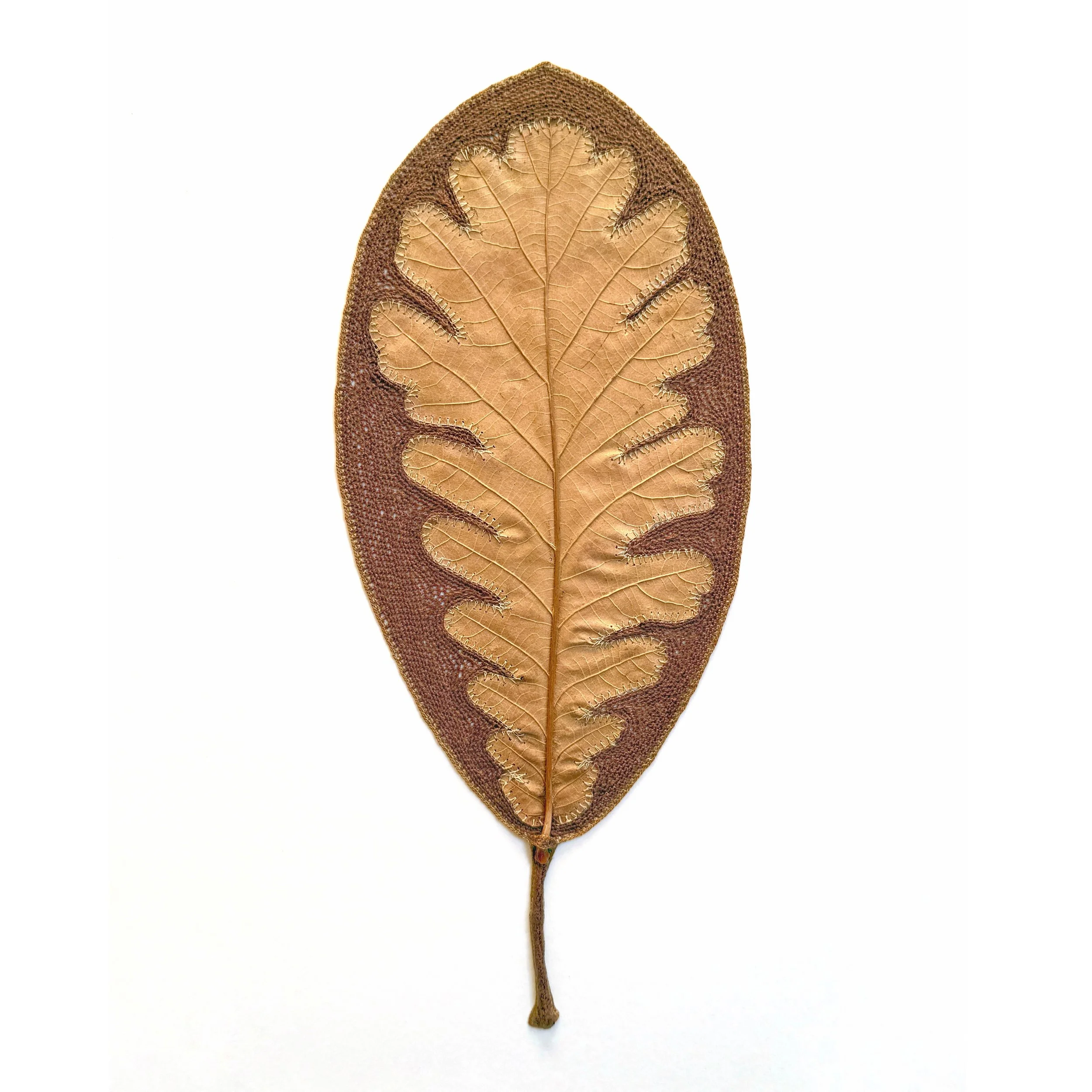 Susanna Bauer - Looking Glass (square background), 2025, oak leaf, cotton thread, 42 H x 31.5 W cm (framed),(photo_Susanna Bauer).jpg