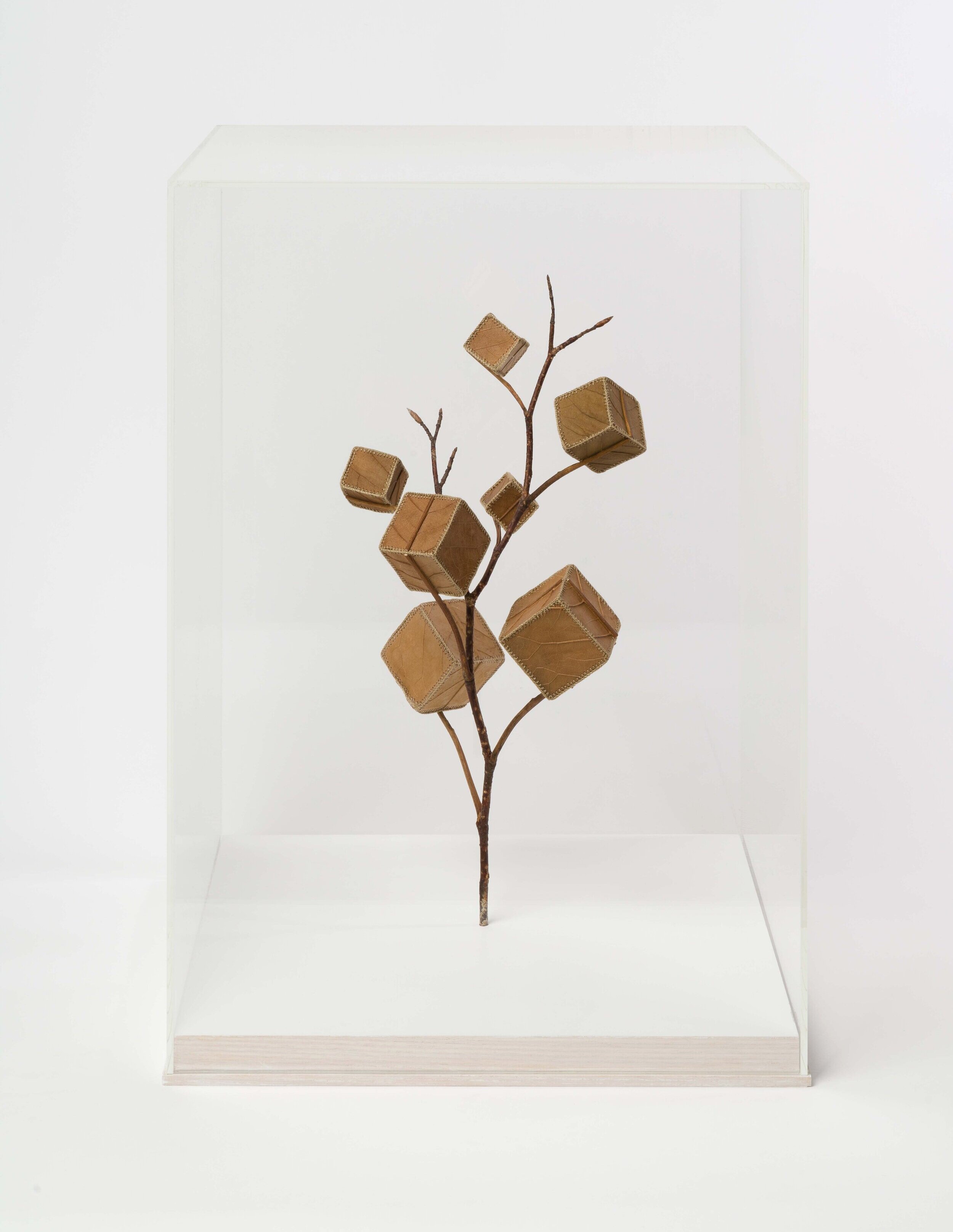 Cube Tree No.7 