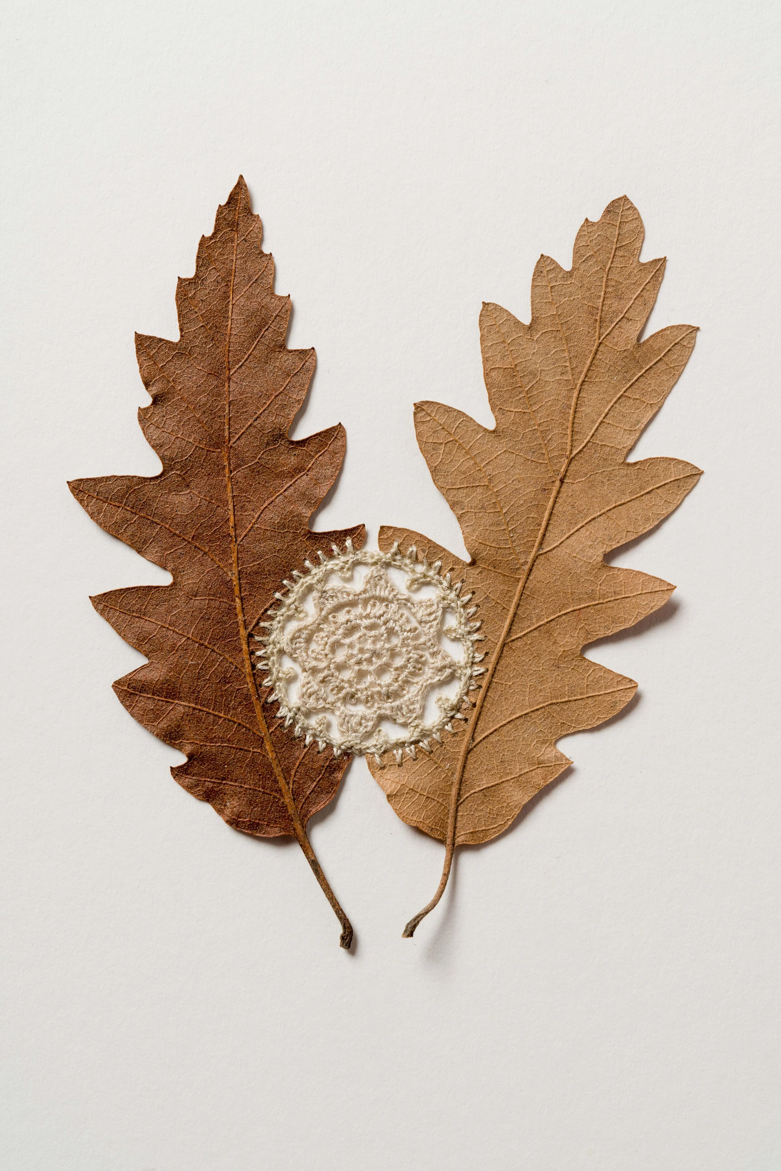 Susanna Bauer - Collection Triptych ll, detail 7, 2019, oak leaves, cotton thread, 102 cm H x 84 cm W x 7 cm D (framed)(photo_www.art-photographers.co.uk)ST208869med res.jpg