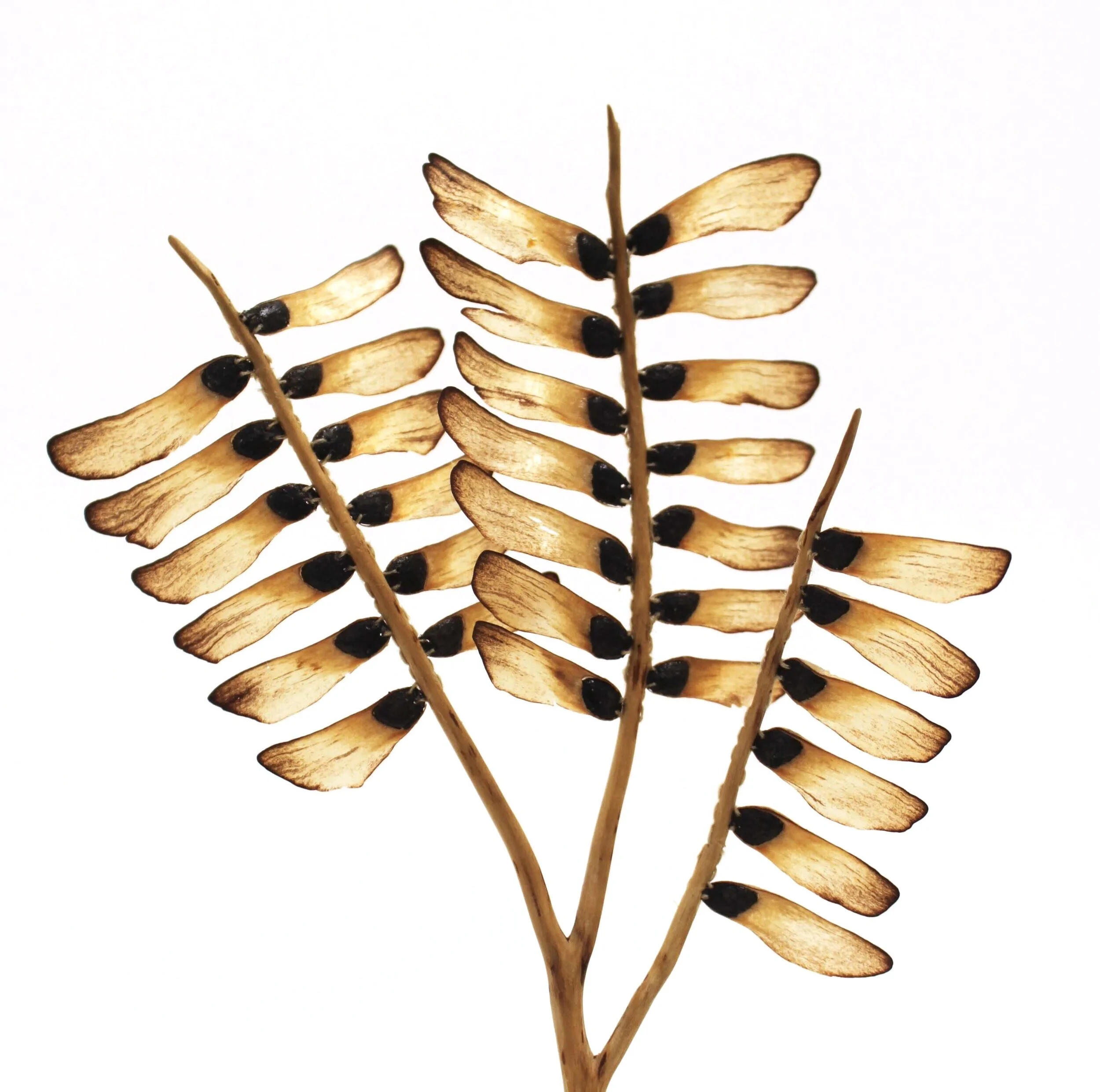  Family Tree (detail) 