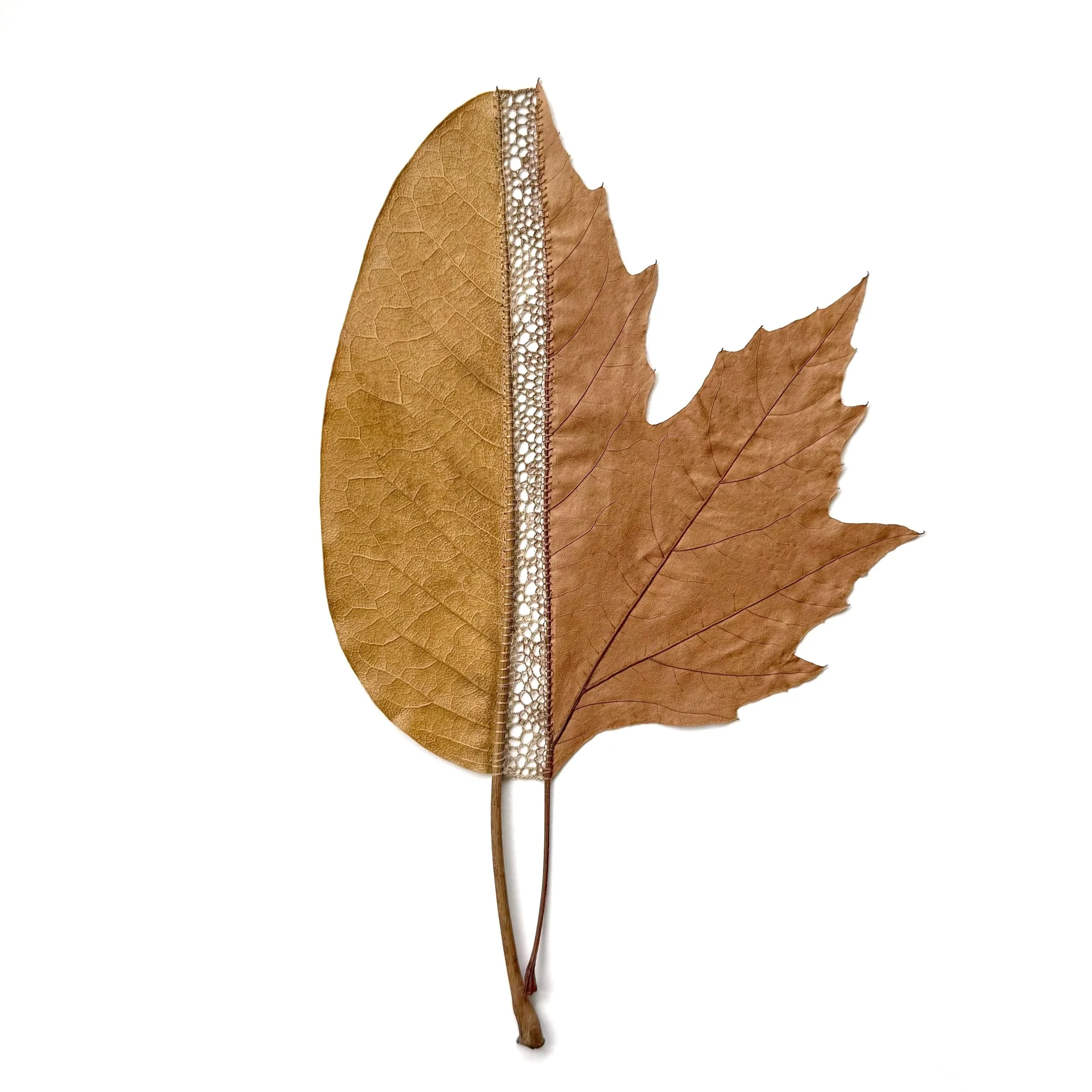 Susanna+Bauer+-+Fusion+%28unframed%29%2C+2025%2C+magnolia+leaf%2C+plane+tree+leaf%2C+cotton+thread%2C+38+x+38+cm+%28framed%29+%28photo_Susanna+Bauer%29.jpg