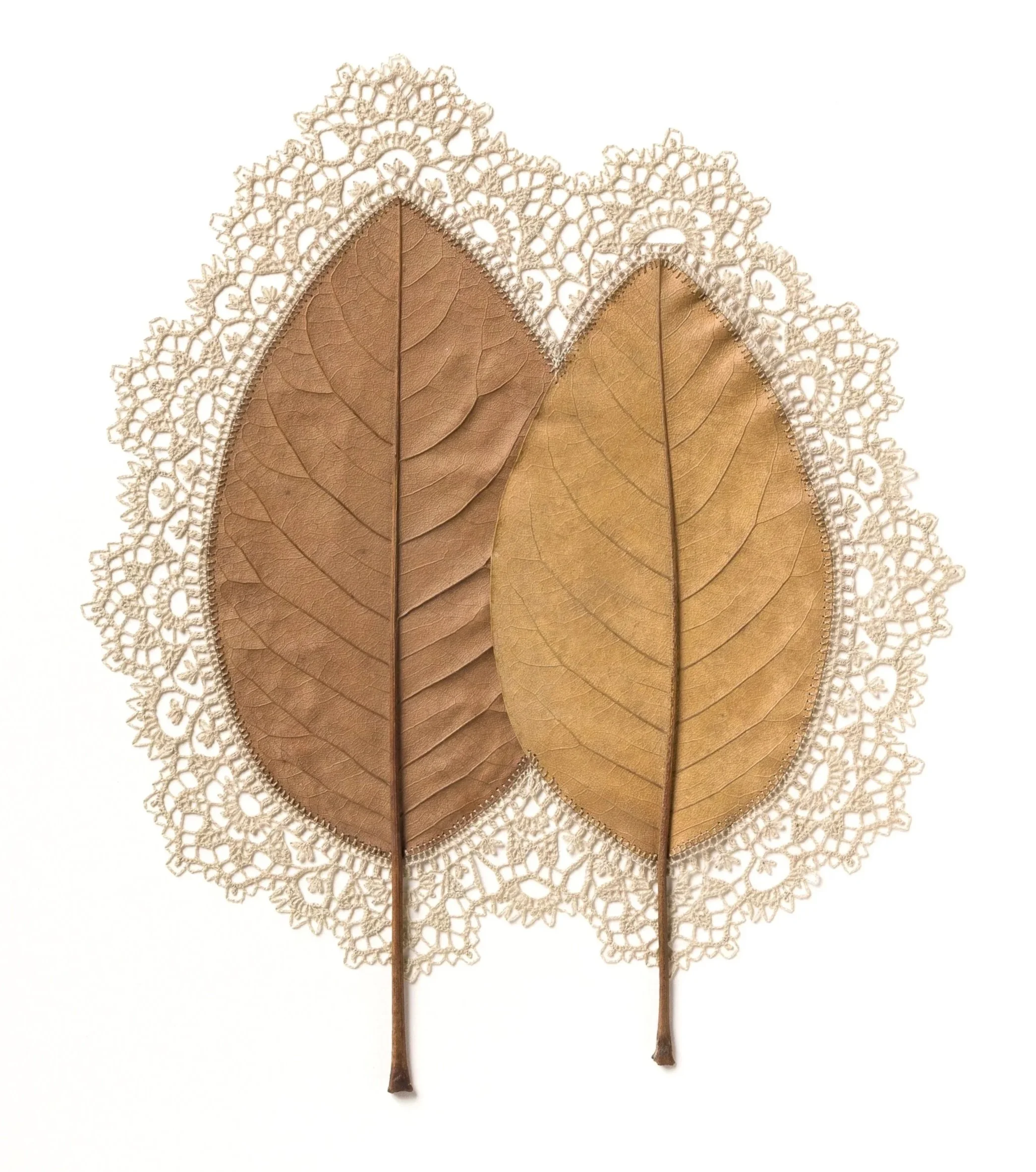 Susanna%2BBauer%2B-%2BTo%2BHave%2Band%2Bto%2BHold%2B%2528without%2Bframe%2529%252C%2B2025%252C%2Bmagnolia%2Bleaves%252C%2Bcotton%2Bthread%252C56%2BH%2Bx%2B52%2BW%2Bcm%2B%2528framed%2529%252C%2B%2528photo_Steve%2BTanner%2529ST209160.jpg