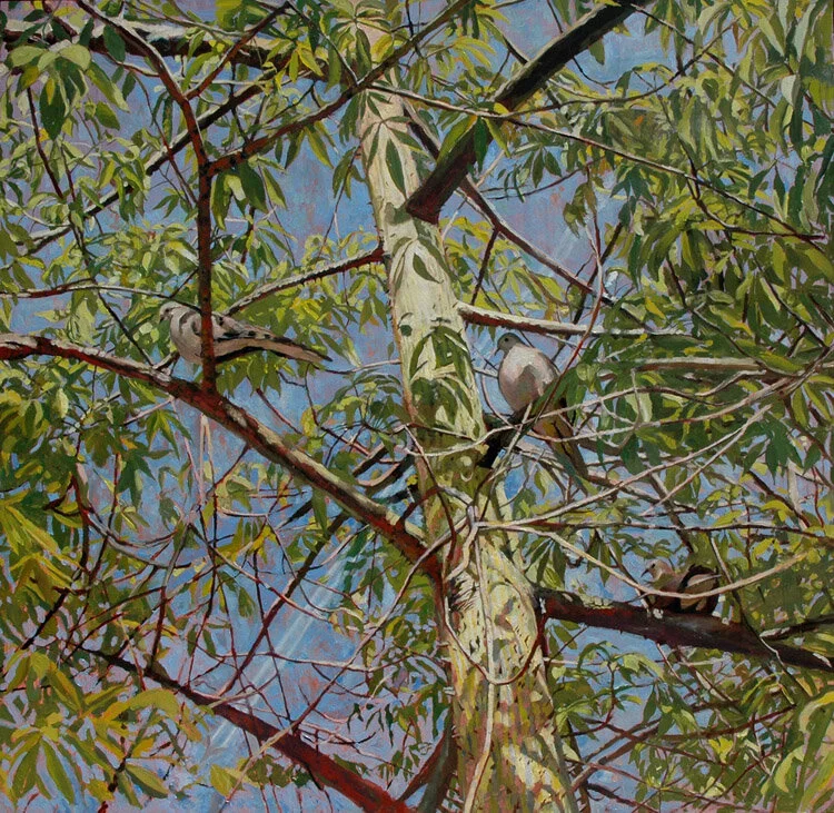 mourningdoves300.jpg