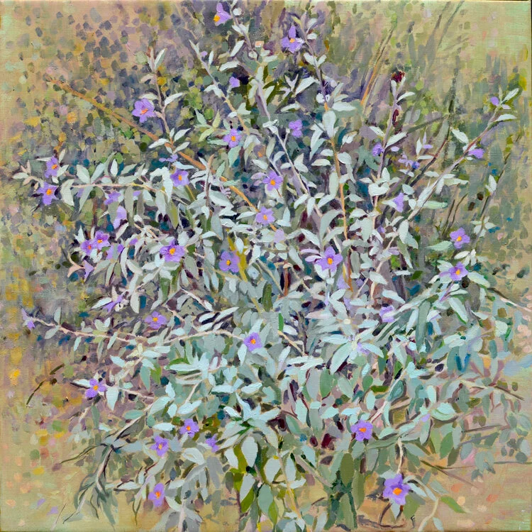 Baja NIghtshade web.jpg