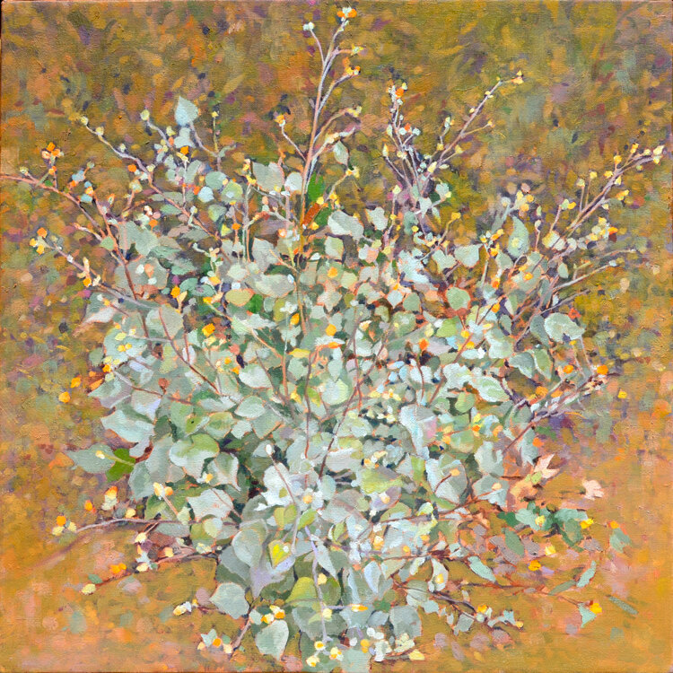 Indian Mallow