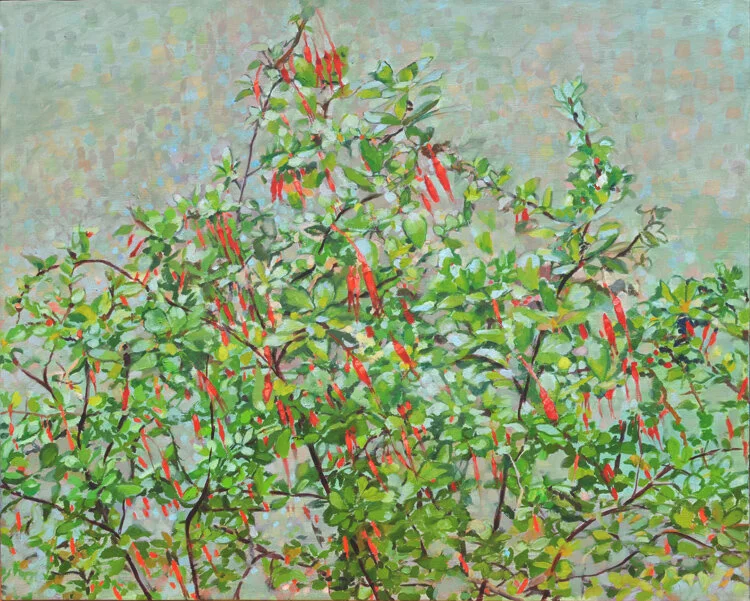 Fuchsia-flowering Gooseberry