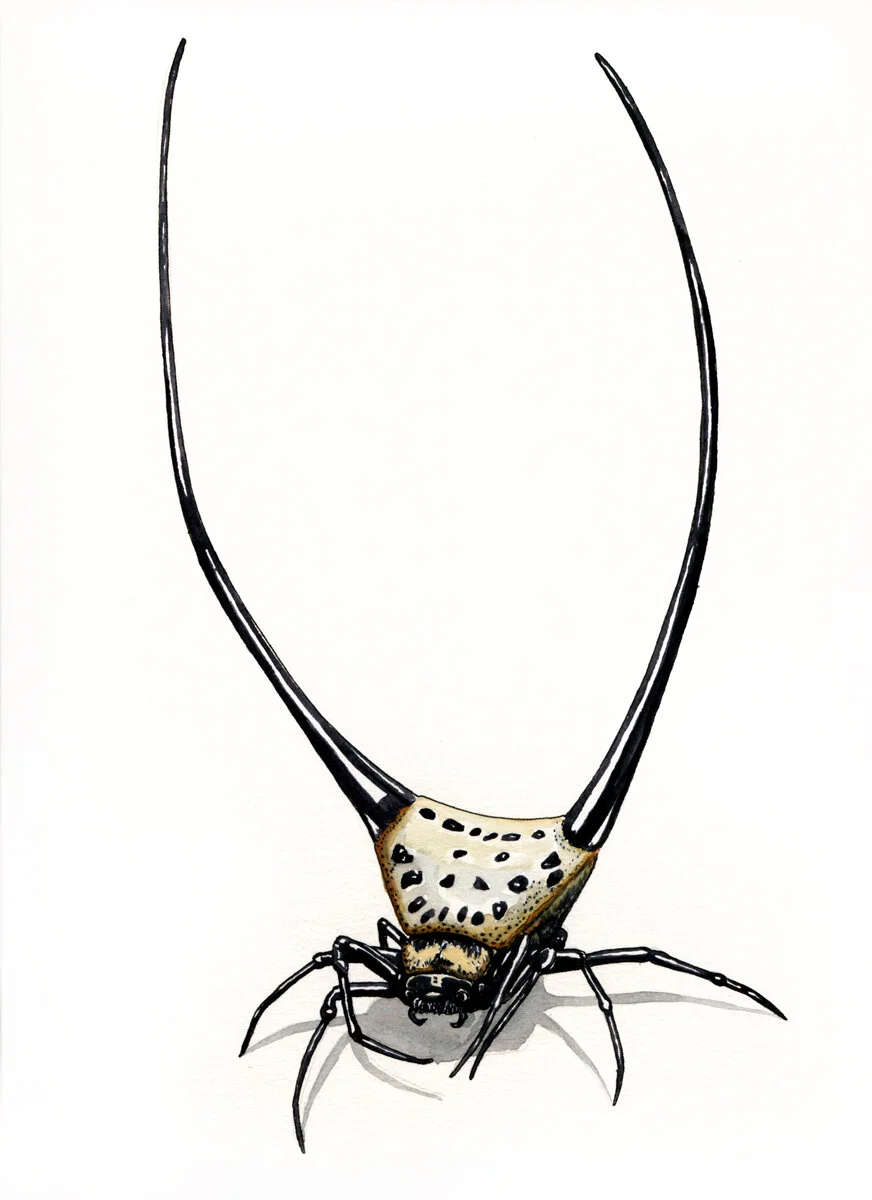 Long Horned Orb Weaver Spider