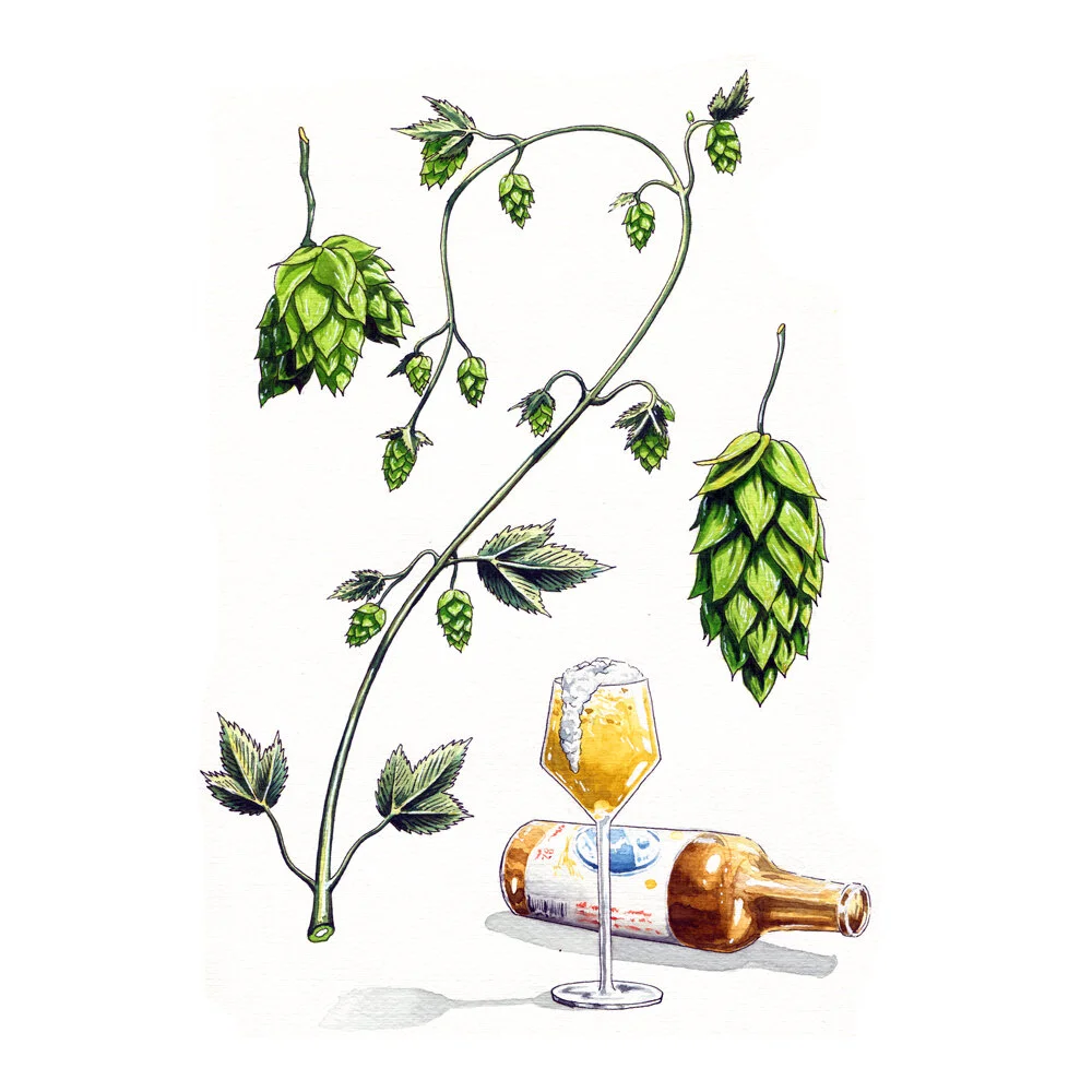 Brewtanical Illustration