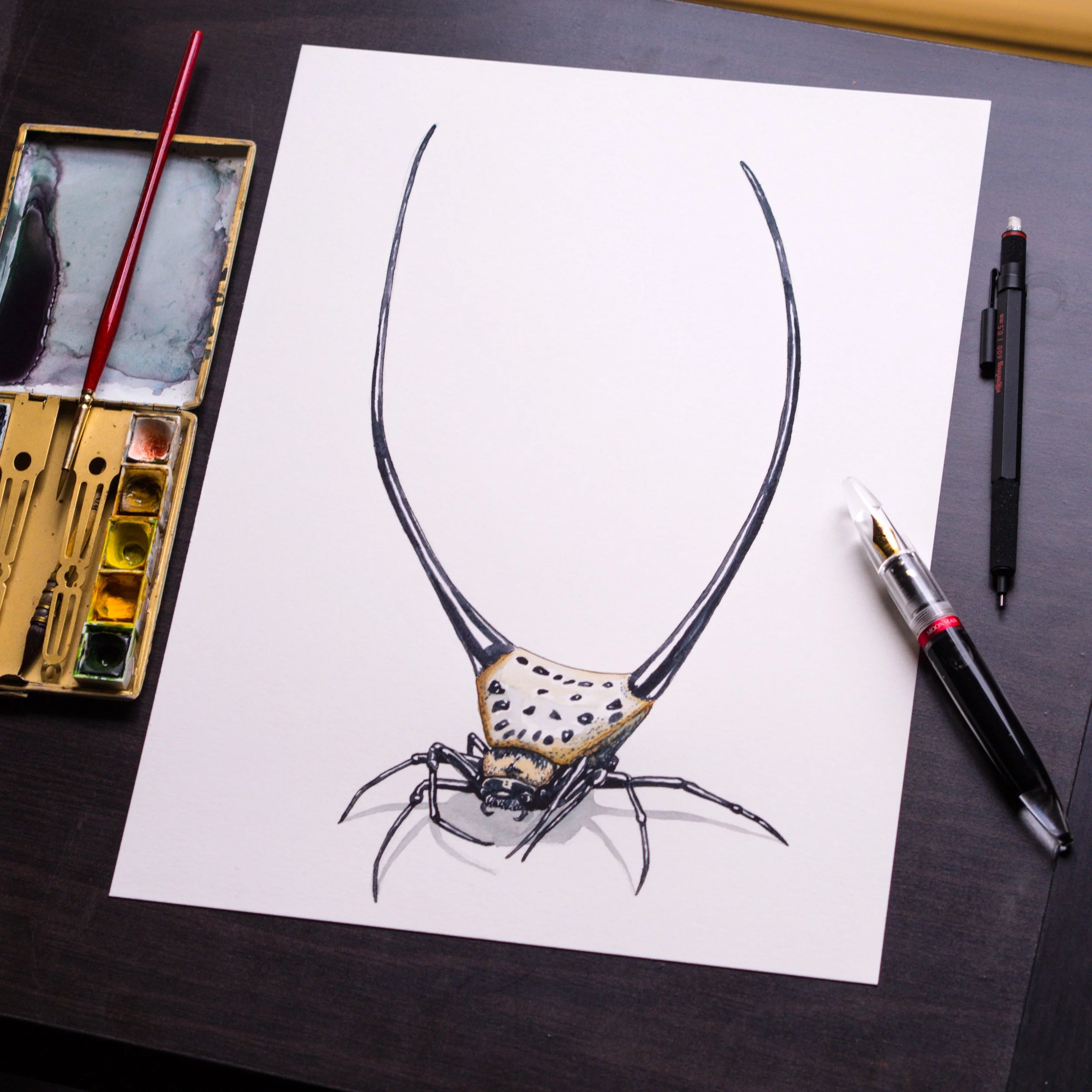 sketch long horned spider.jpg