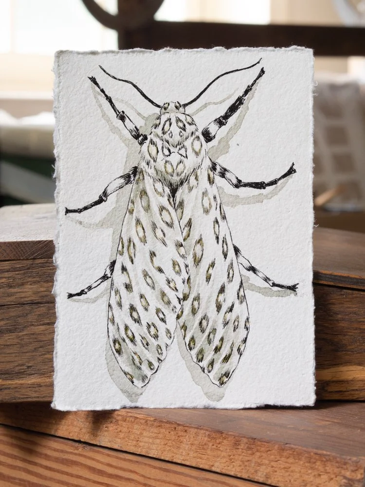 Leopard-Moth-6-Small.jpg