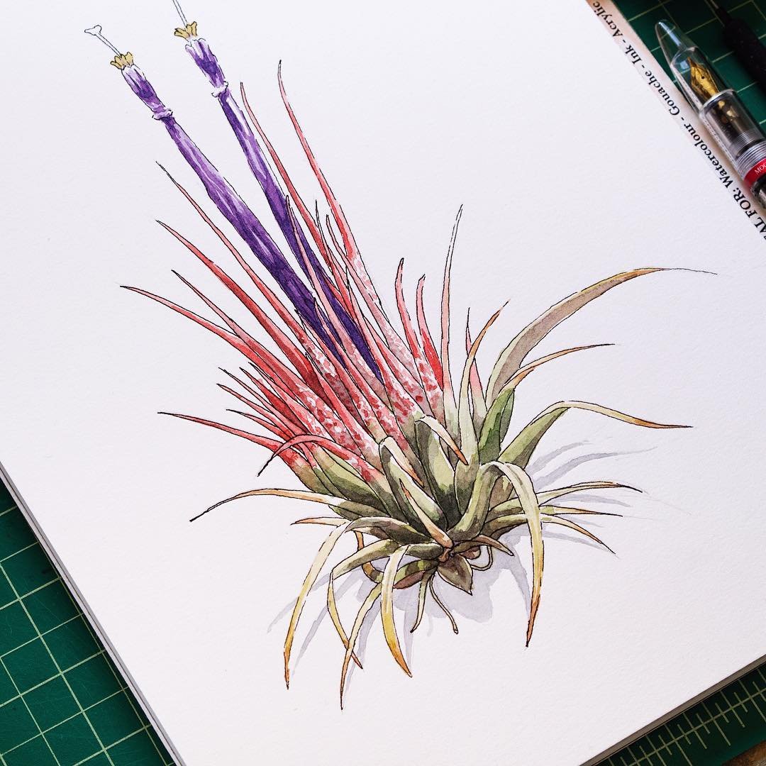 air plant.jpg