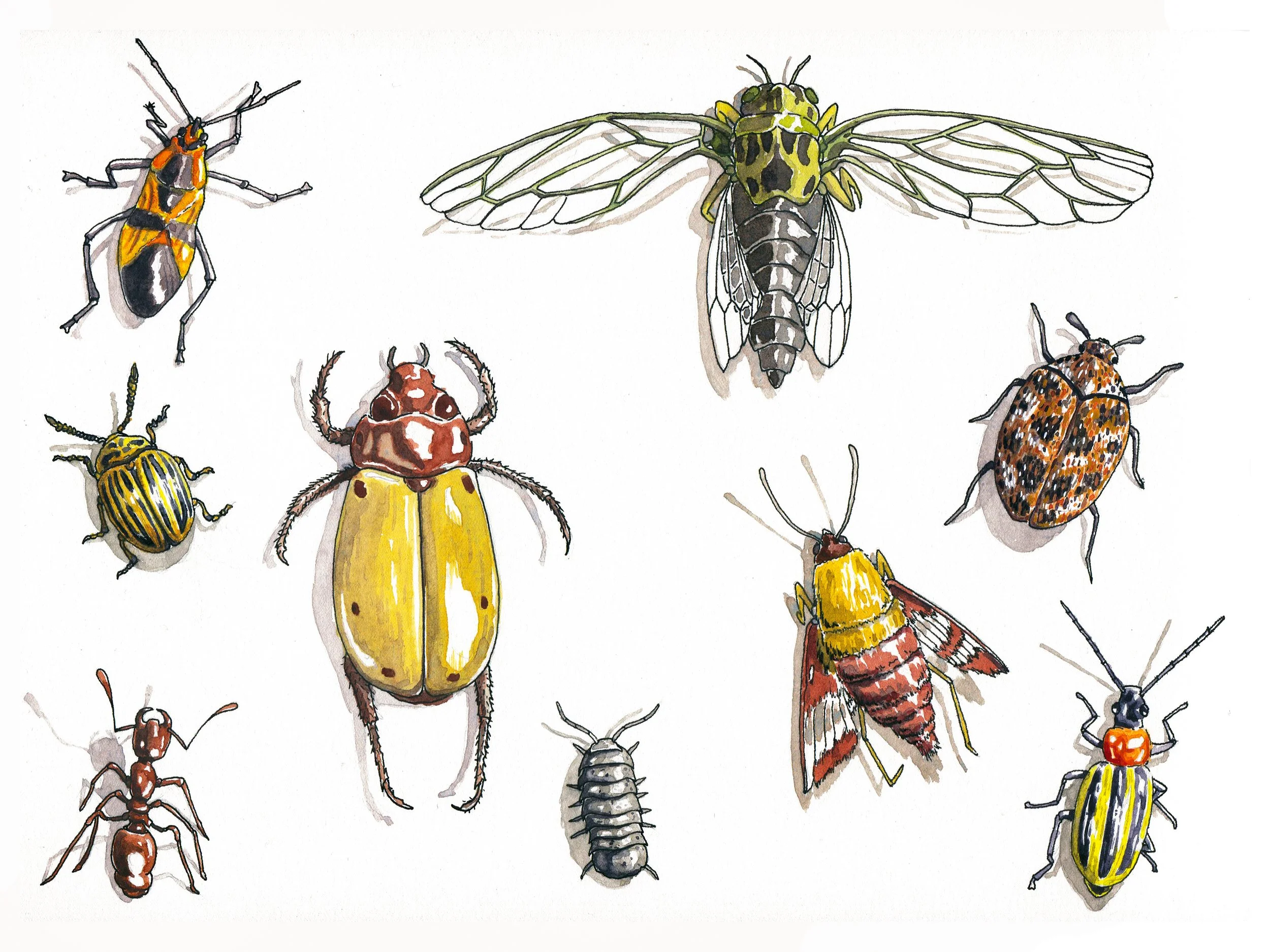 Insects.jpg