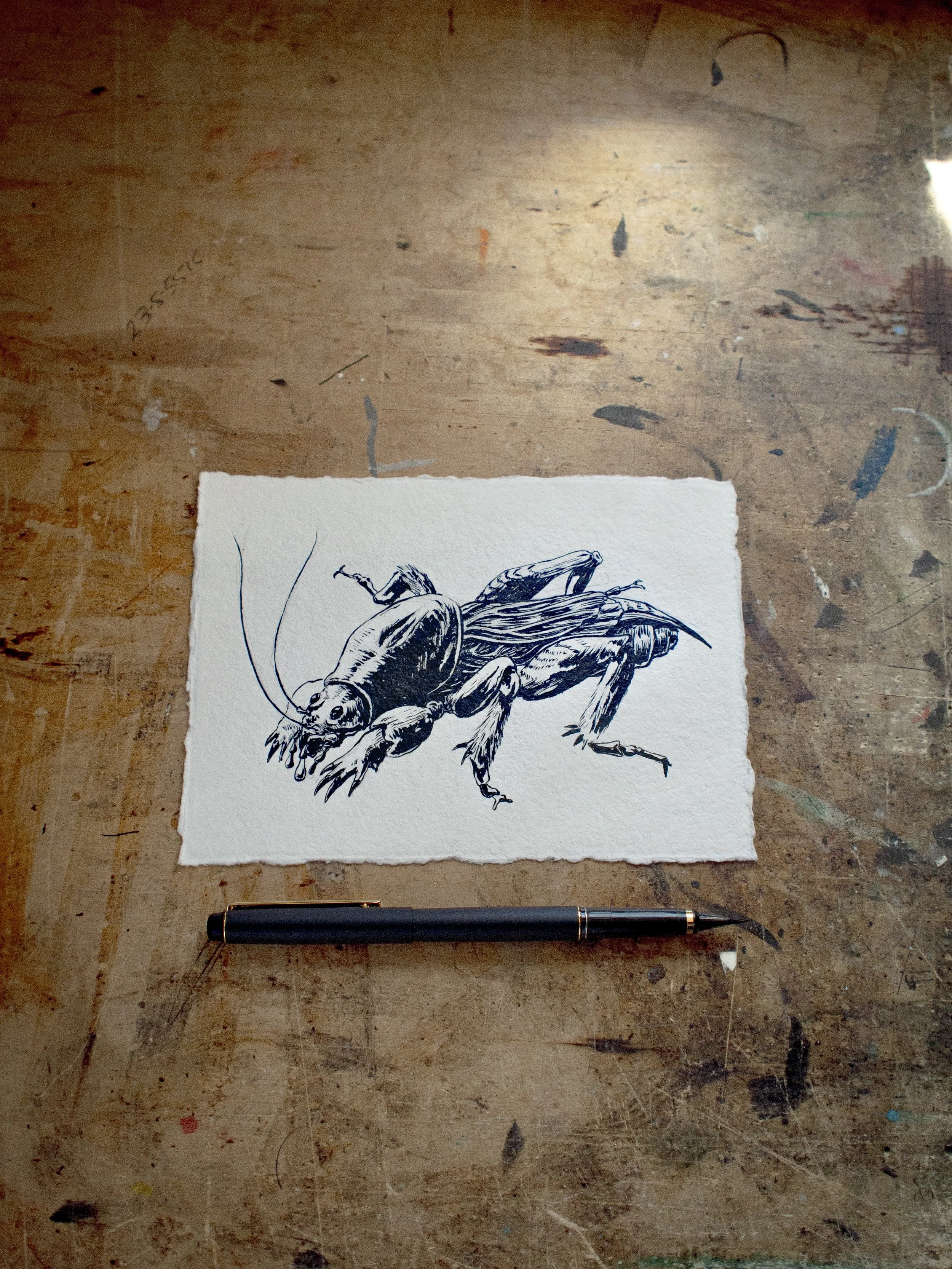 Mole Cricket Drawing 2.jpg