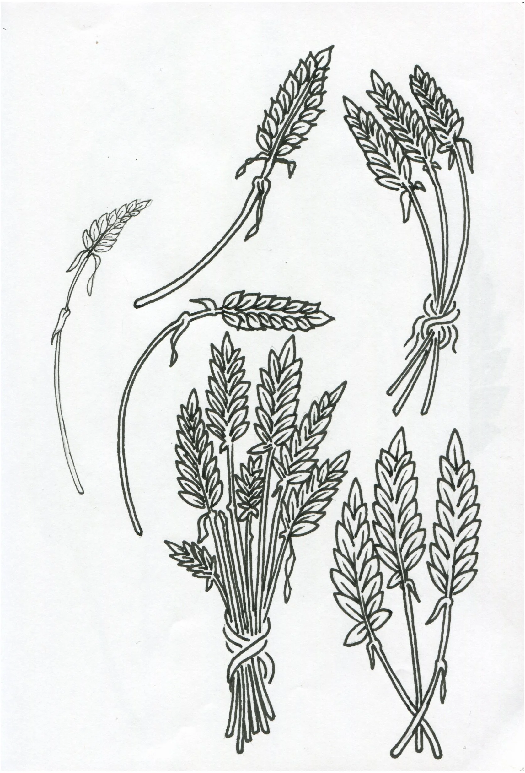 Sketchbook Clairefontaine-09.jpg