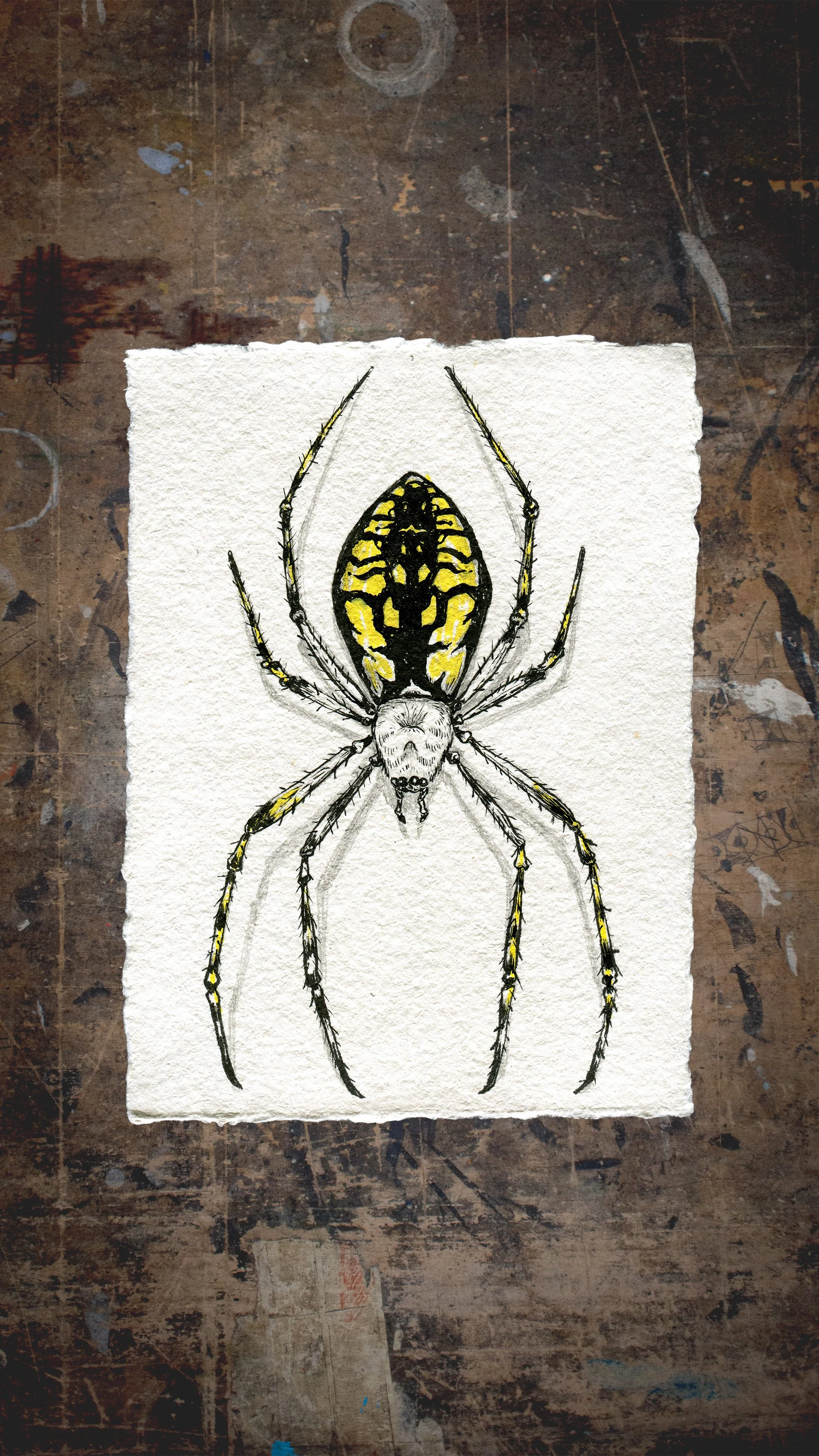 Orb Weaver.jpg