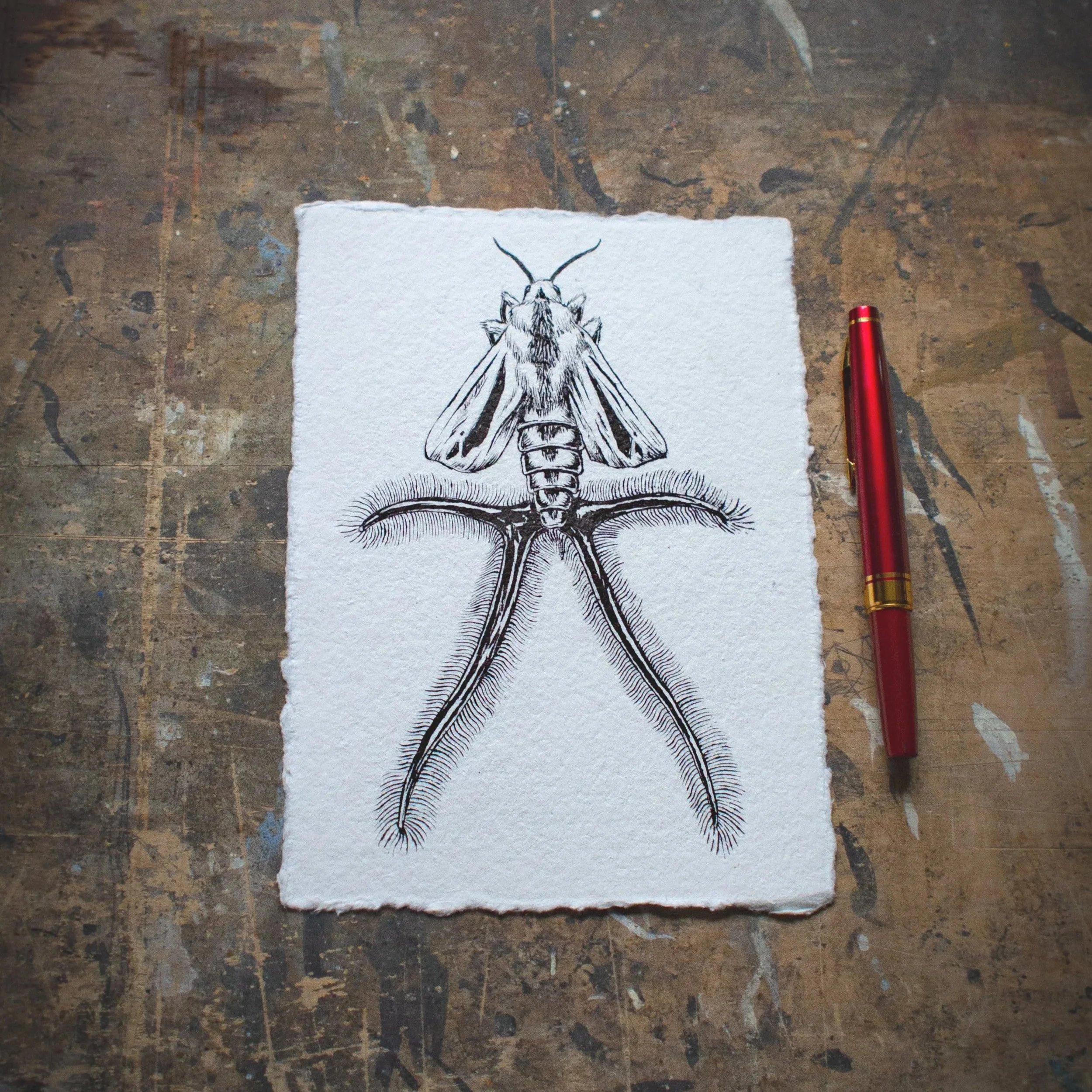 Baphomet+Moth+Drawing-6.jpg