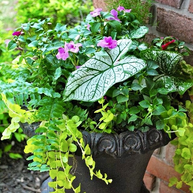 Let Adorn help you Do you love pretty planters but don't have time to do it yourself? Spring is just around the corner friends! Let Adorn plant seasonal flowers and plants in your outdoor pots and cross that task off your list. Whether it's for your front porch or store front, we'd love to help. Also, an Adorn gift certificate makes a perfect gift for Mother's Day!