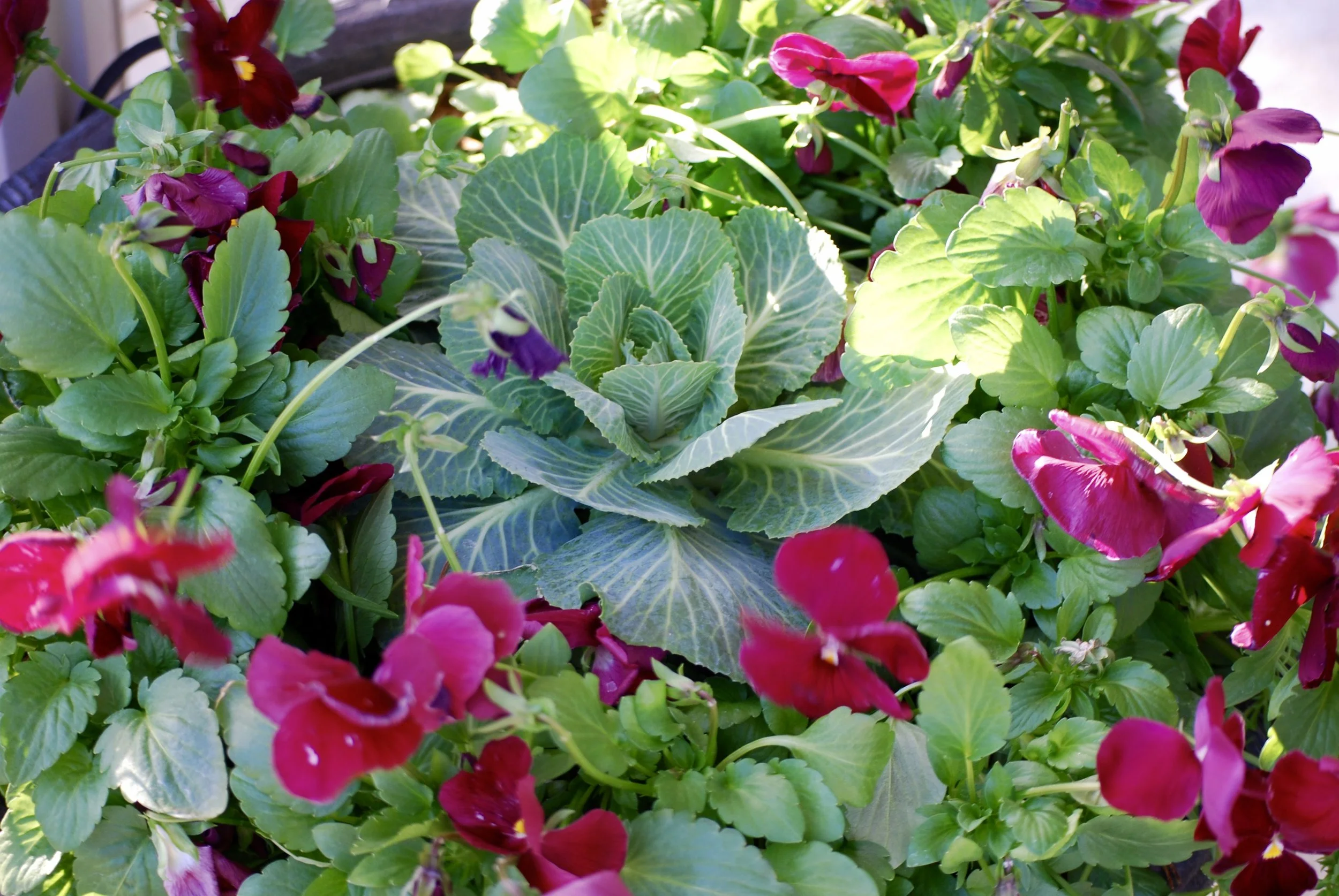 It's all about the curb appeal So, what's the big deal about container gardening anyway and why do I love it? Three words: INSTANT CURB APPEAL. Container gardening is an easy, inexpensive way to create an attractive, welcoming first impression for your home or business. Custom containers gardens that match your style and personality will wow your friends and customers and offer beauty and a pop of color. And we all know the old saying, you don't get a second chance to make a first impression. 