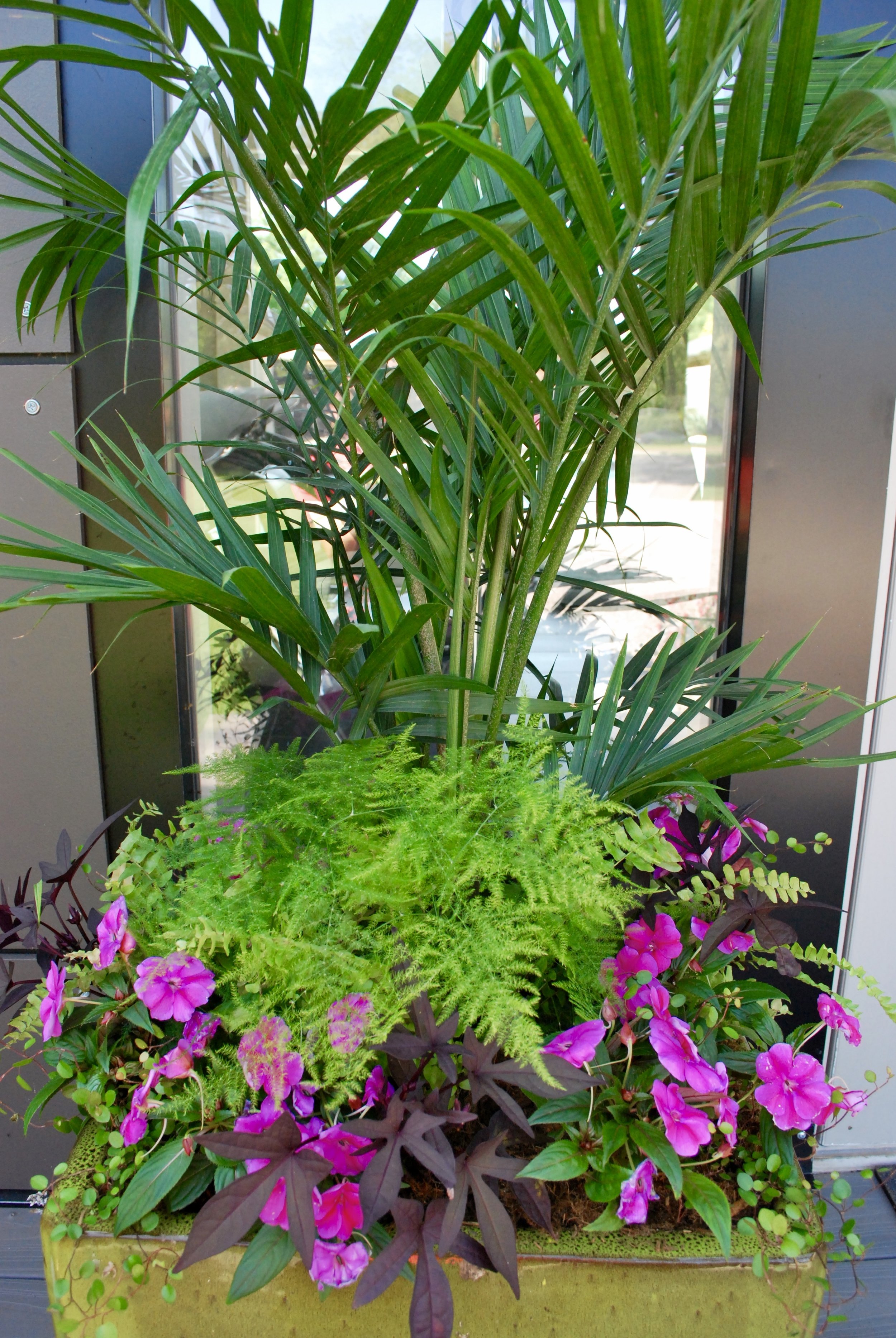 Texture in container garden design Texture... you think about it with fabric…but have you thought about it with plants? Plant leaves come in a million different sizes and shapes. Grasses, asparagus fern and cacti among others have spiky leaves. There are smooth and shiny leaves on a croton, ruffled leaves of a cabbage or kale and furry leaves on dusty miller. Broad leaves on a sweet potato vine plant and small leaves on moneywort. Truly, the options are endless. In order to have balance with the plants in the container, I always try to have a mixture of at least 3 different leaf textures. Plant texture is just one of those things most people don’t pay attention to, but when you get it right, wow! Check out the 4 textures in the picture above. The palm fronds are long and thin, the ferns are delicate, the impatiens have mid-sized leaves, the purple sweet potato vine has large leaves and the wire vine leaves are tiny. Lots going on in this planter for sure!